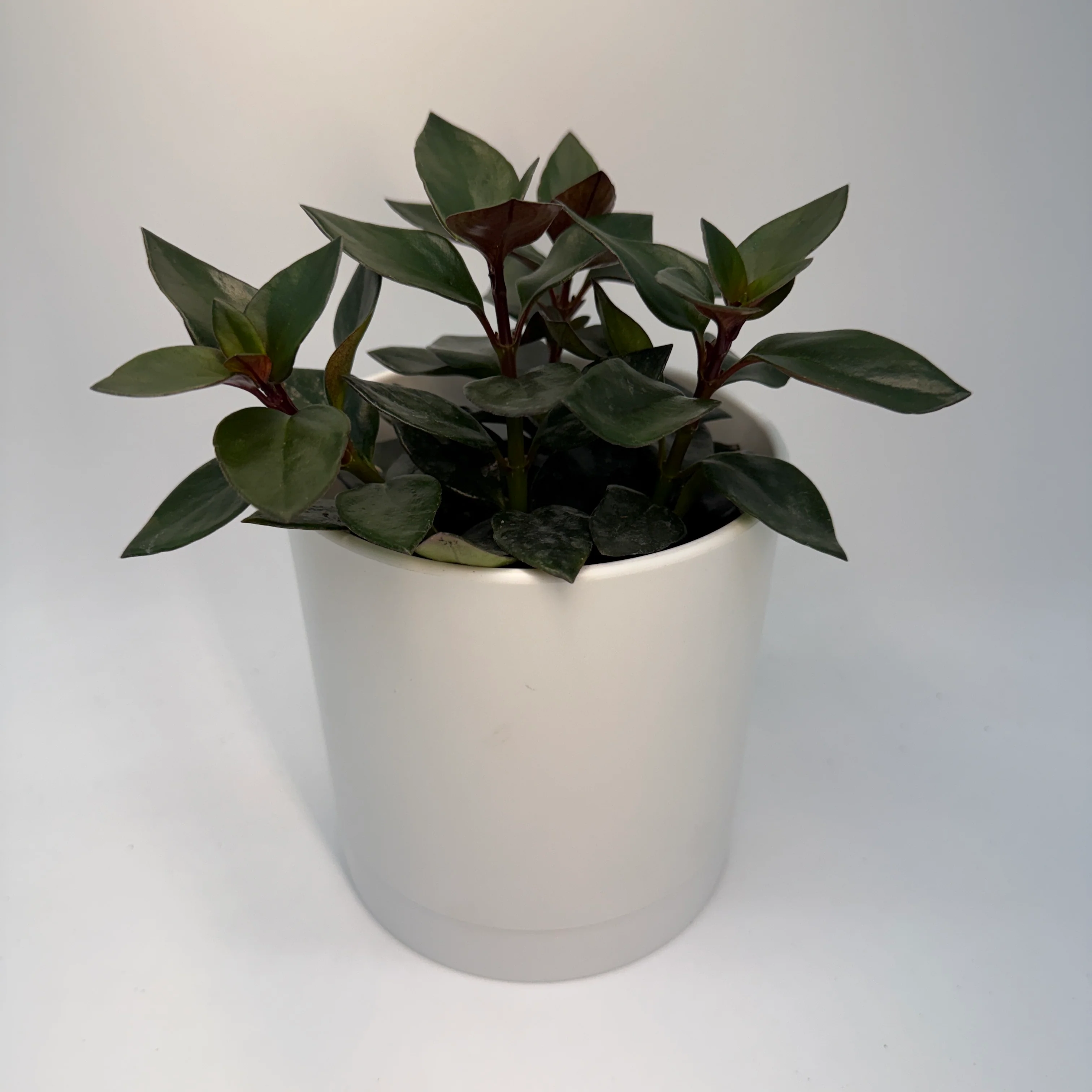 Black Goldfish Lipstick Plant - Image 2