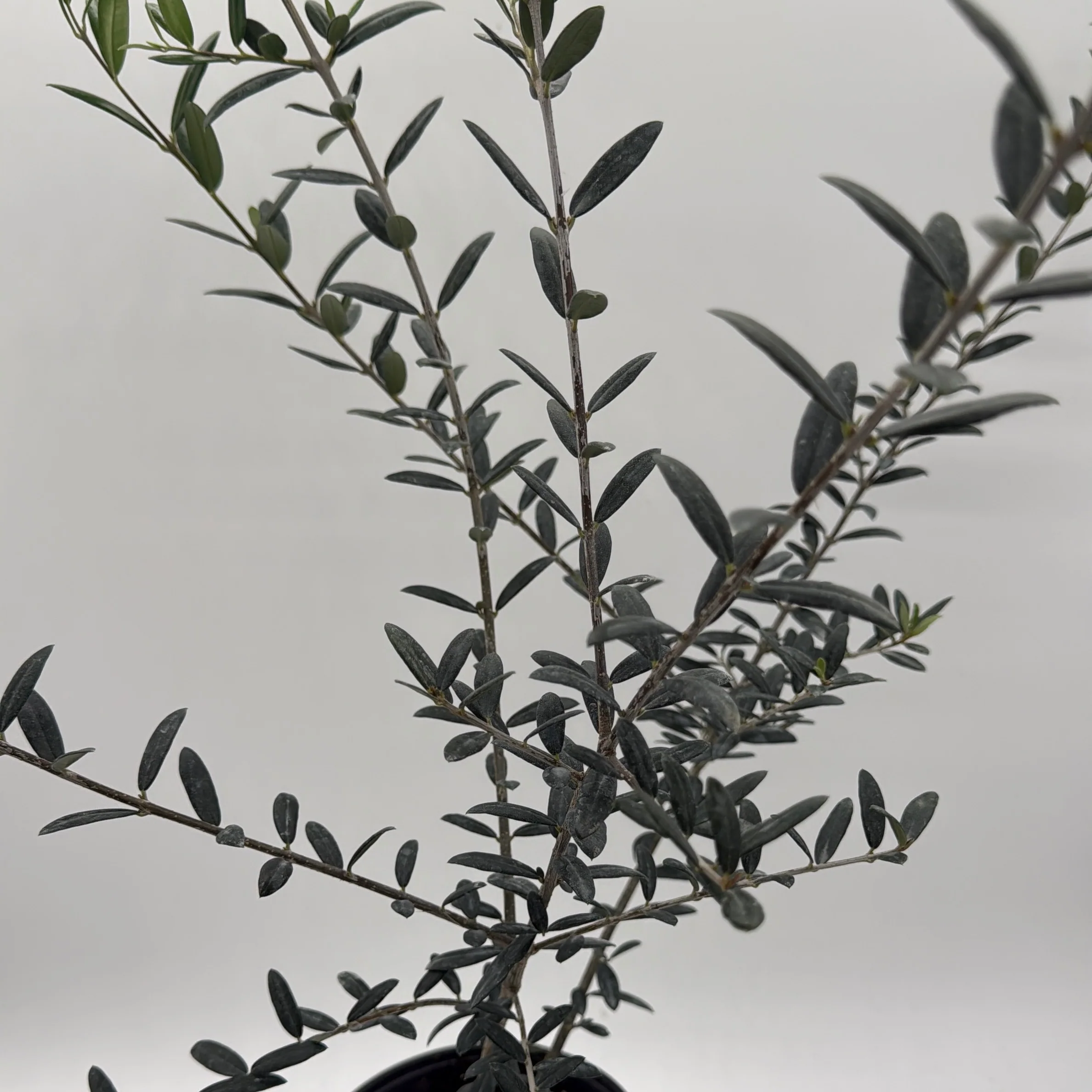 Black Olive Tree - Image 2