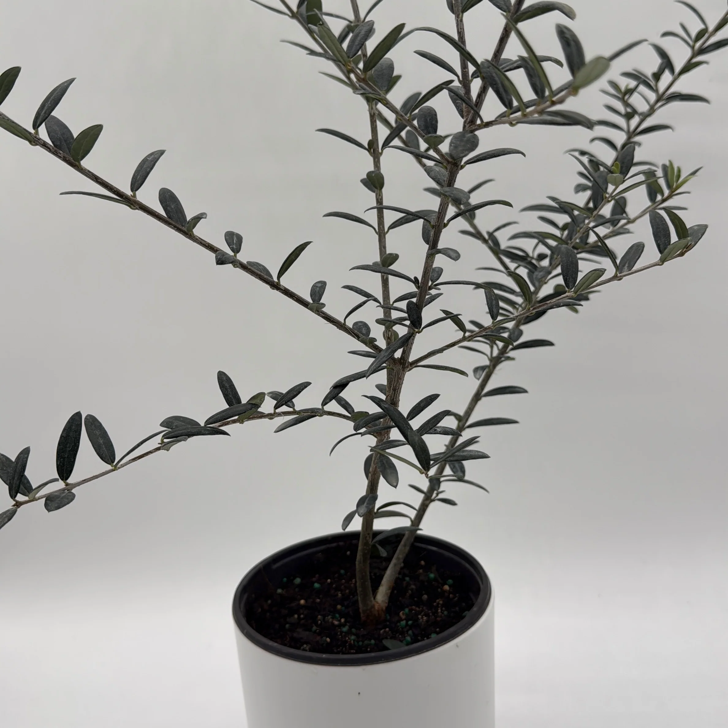 Black Olive Tree - Image 3
