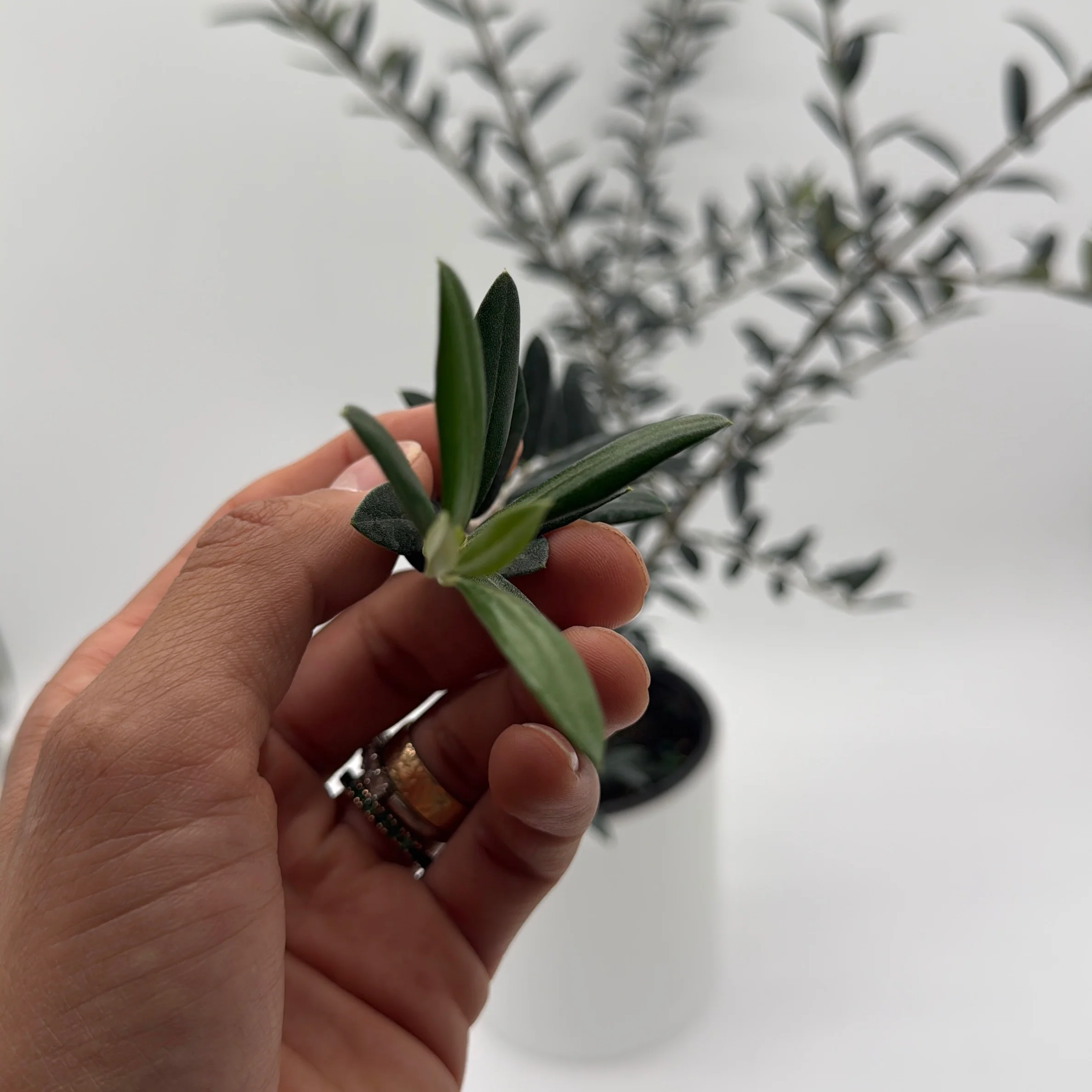 Black Olive Tree - Image 4
