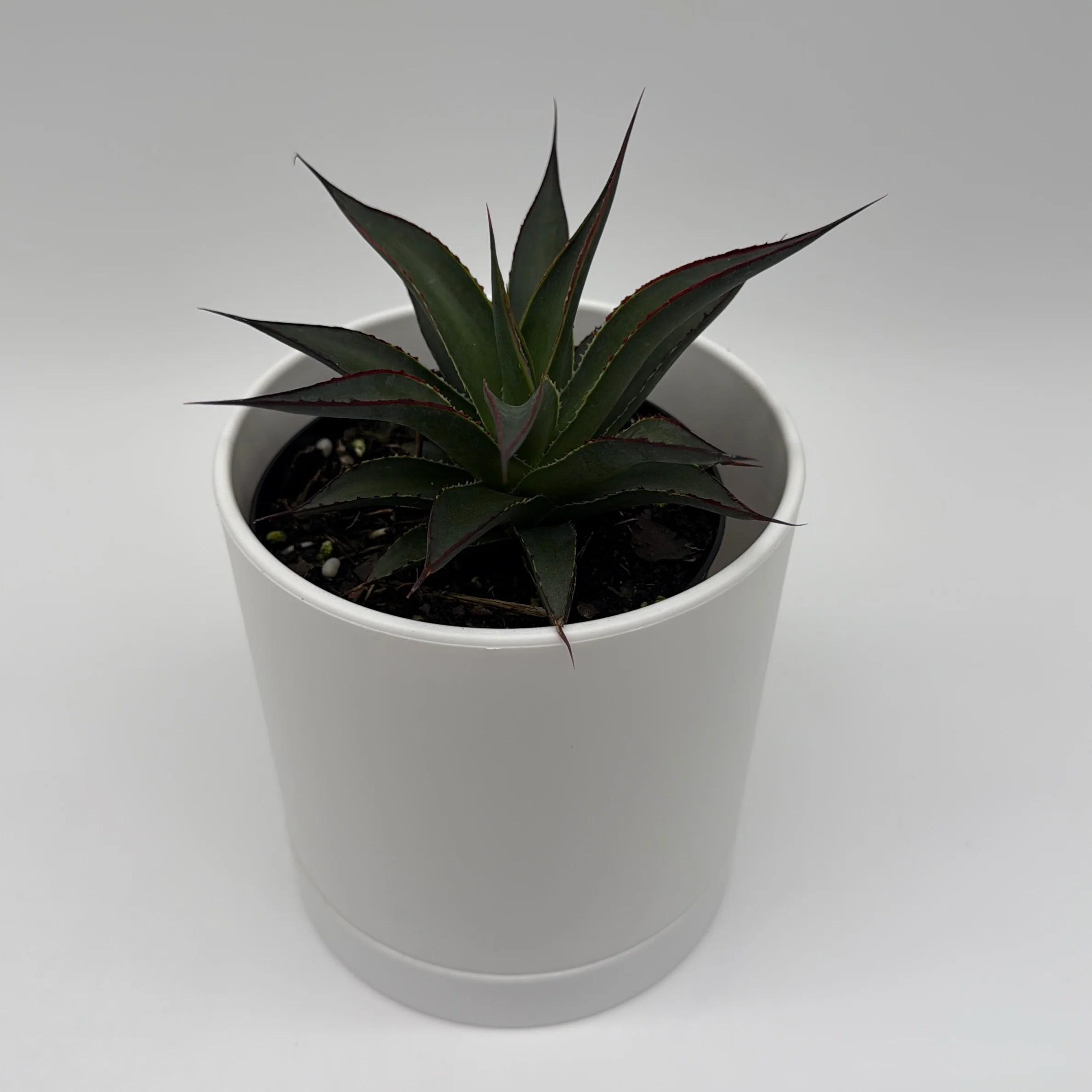Blue Agave - Image 3