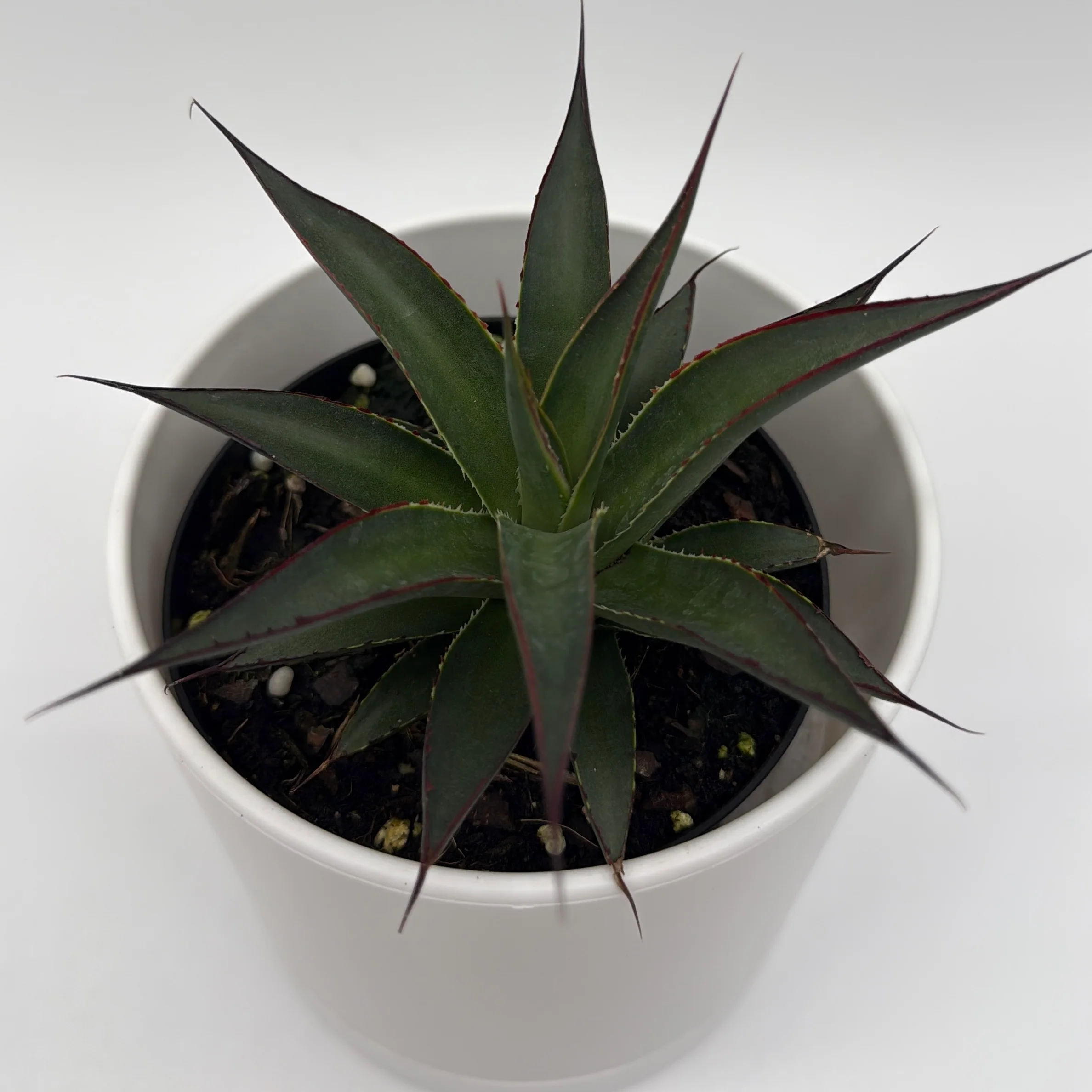 Blue Agave - Image 4