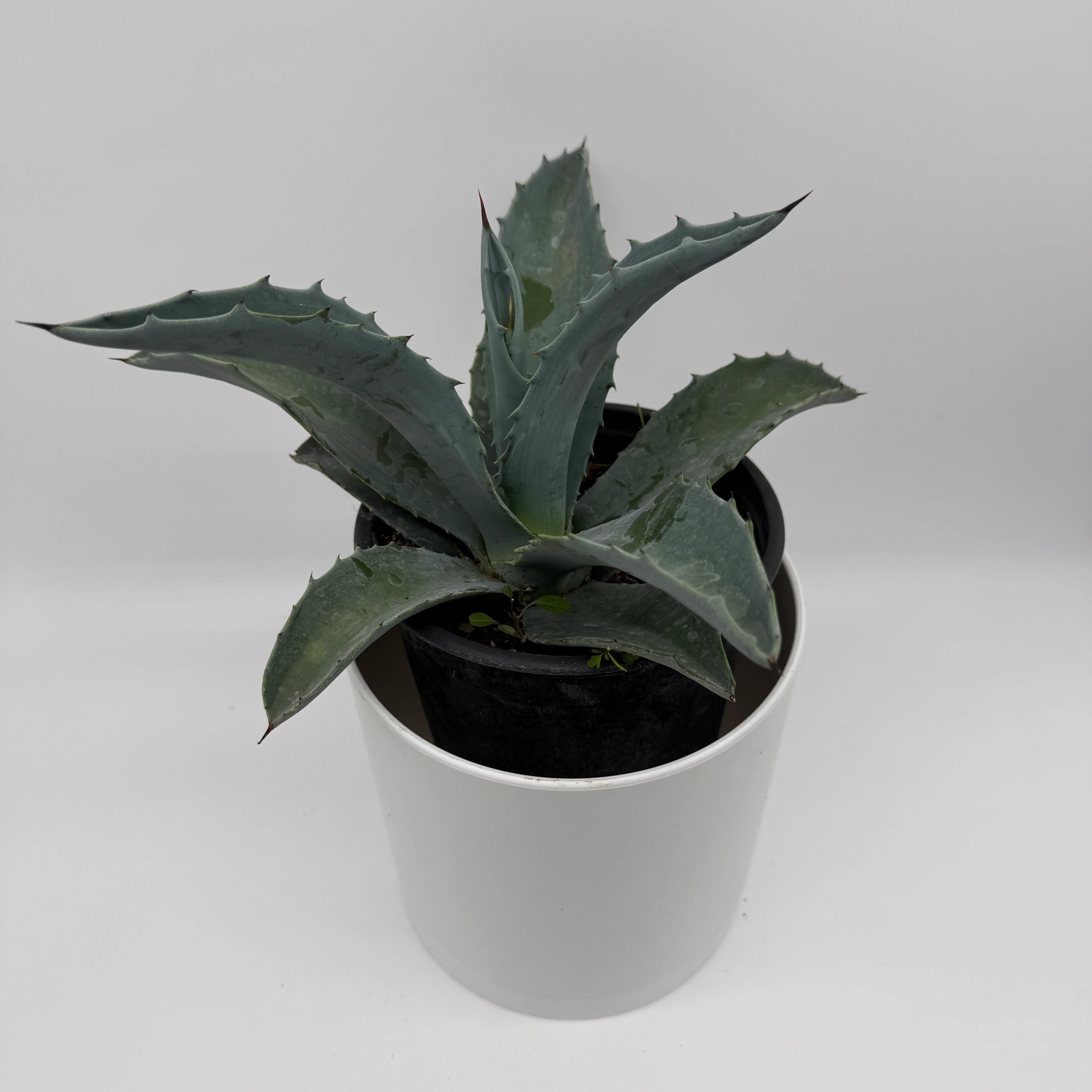 Blue Agave Americana - Image 2