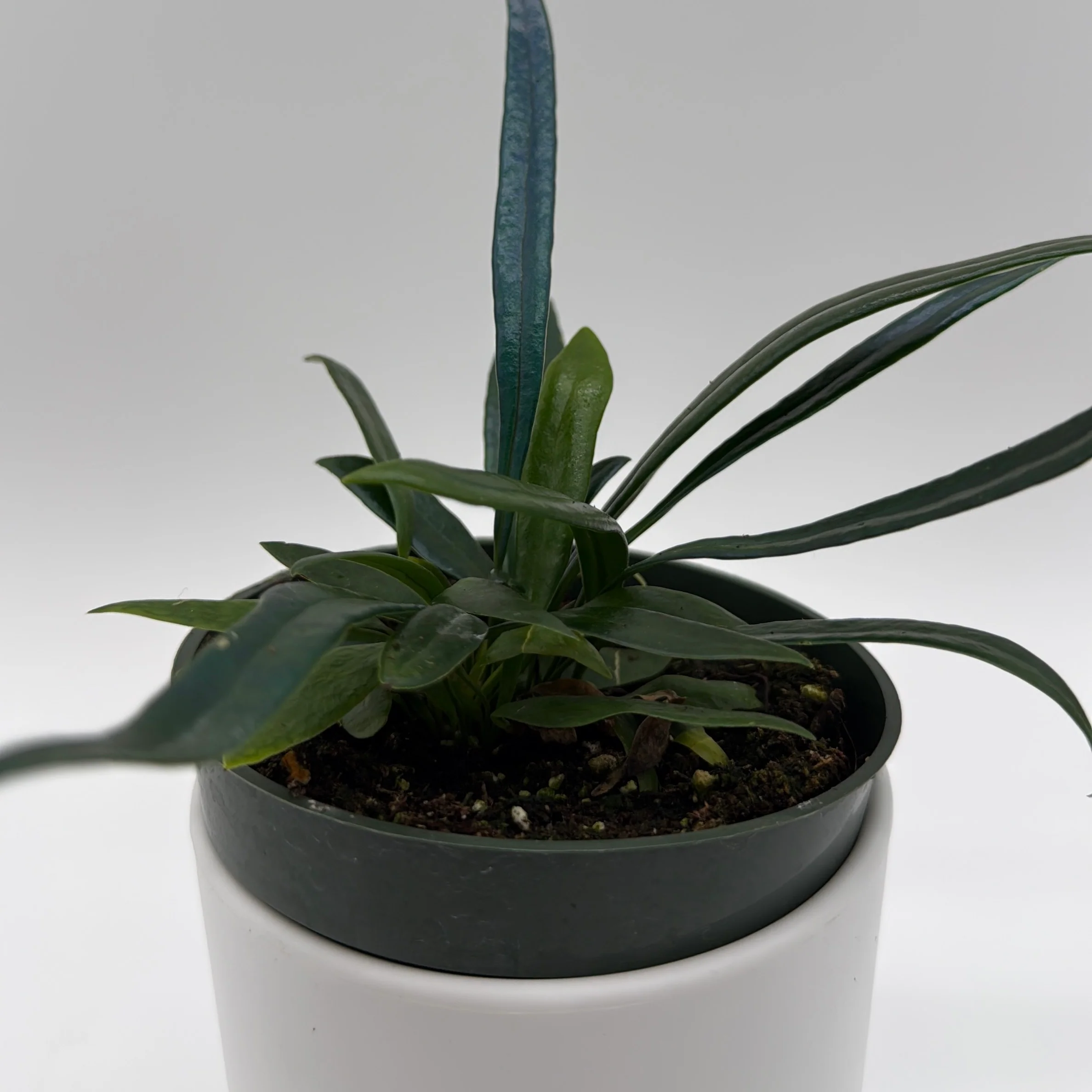 Blue Oil Fern - Image 2