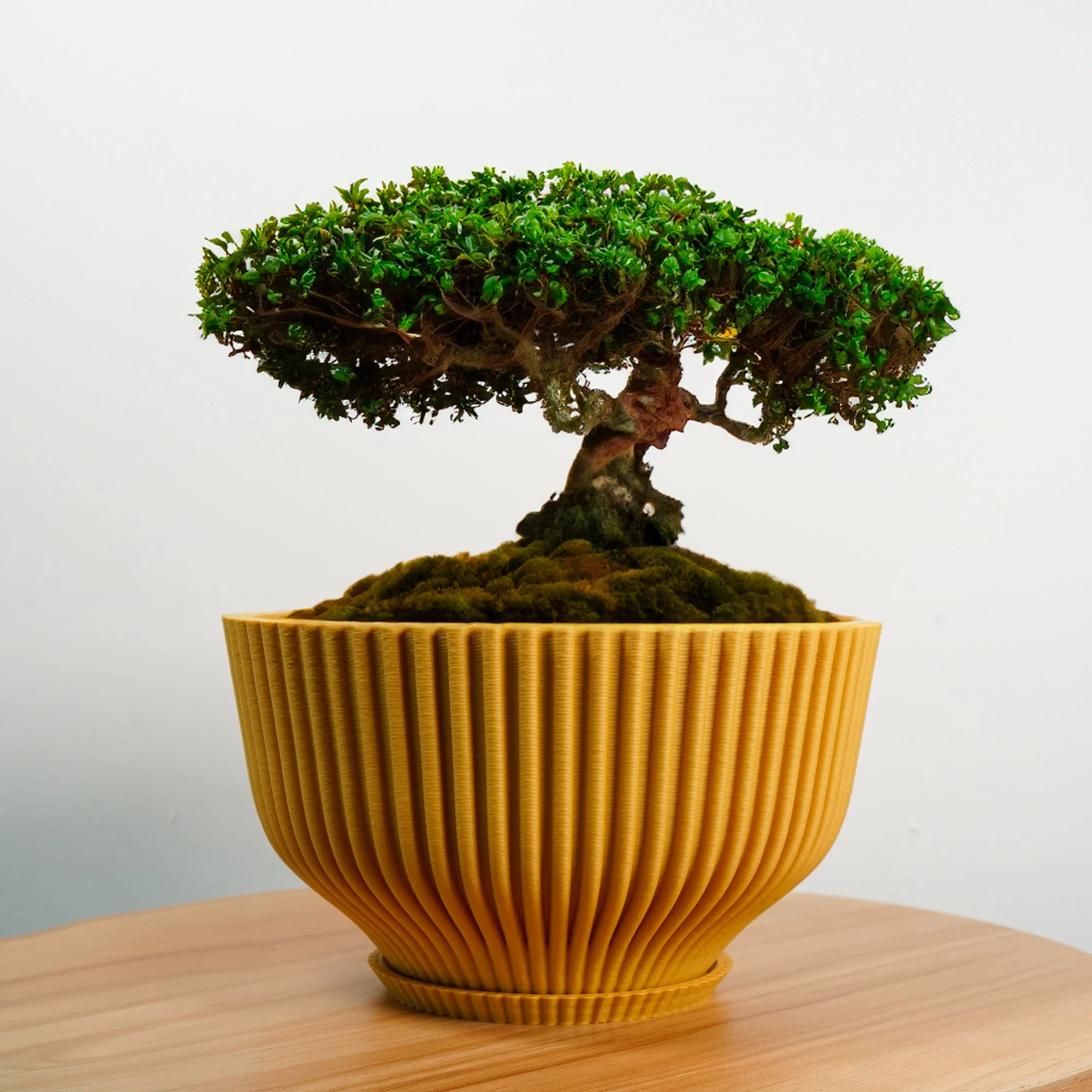 Bonsai Pot with Drainage & Tray - Image 17