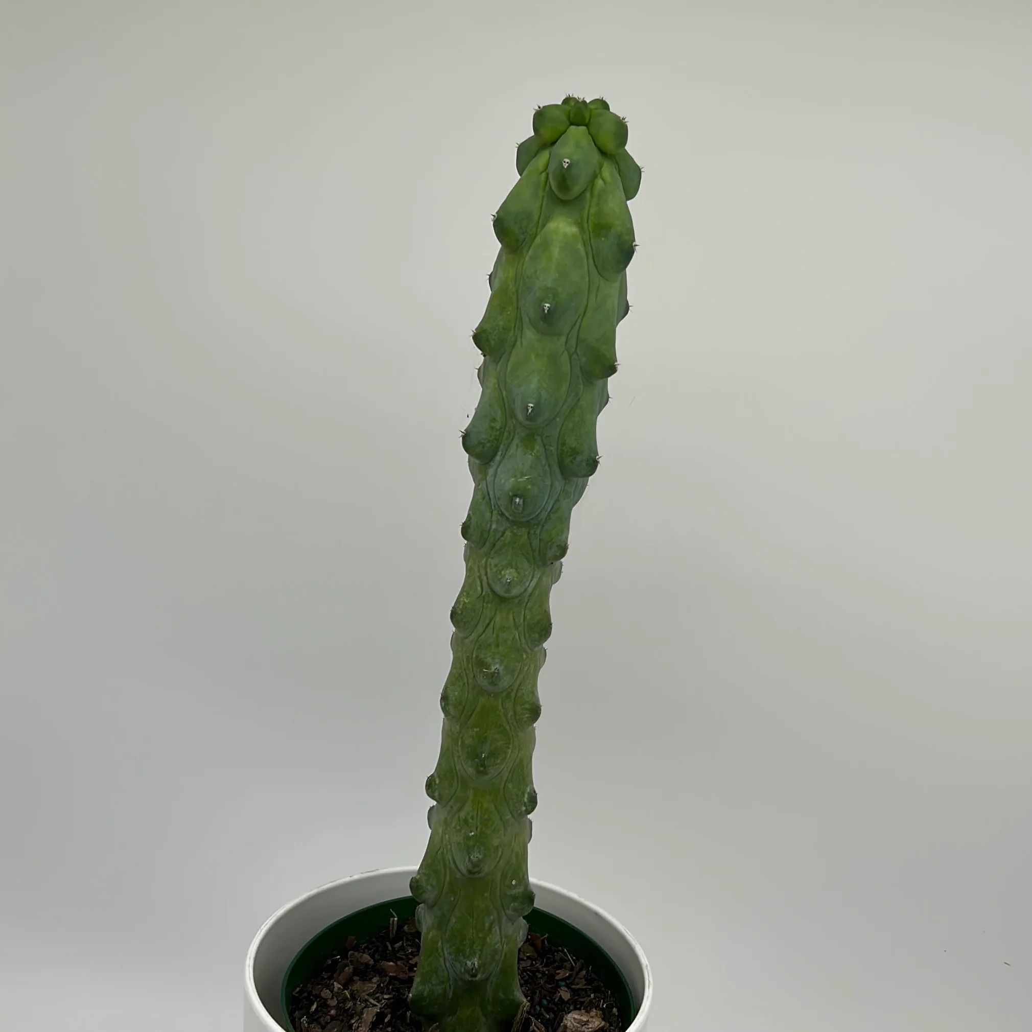 Boobie Cactus - Image 3