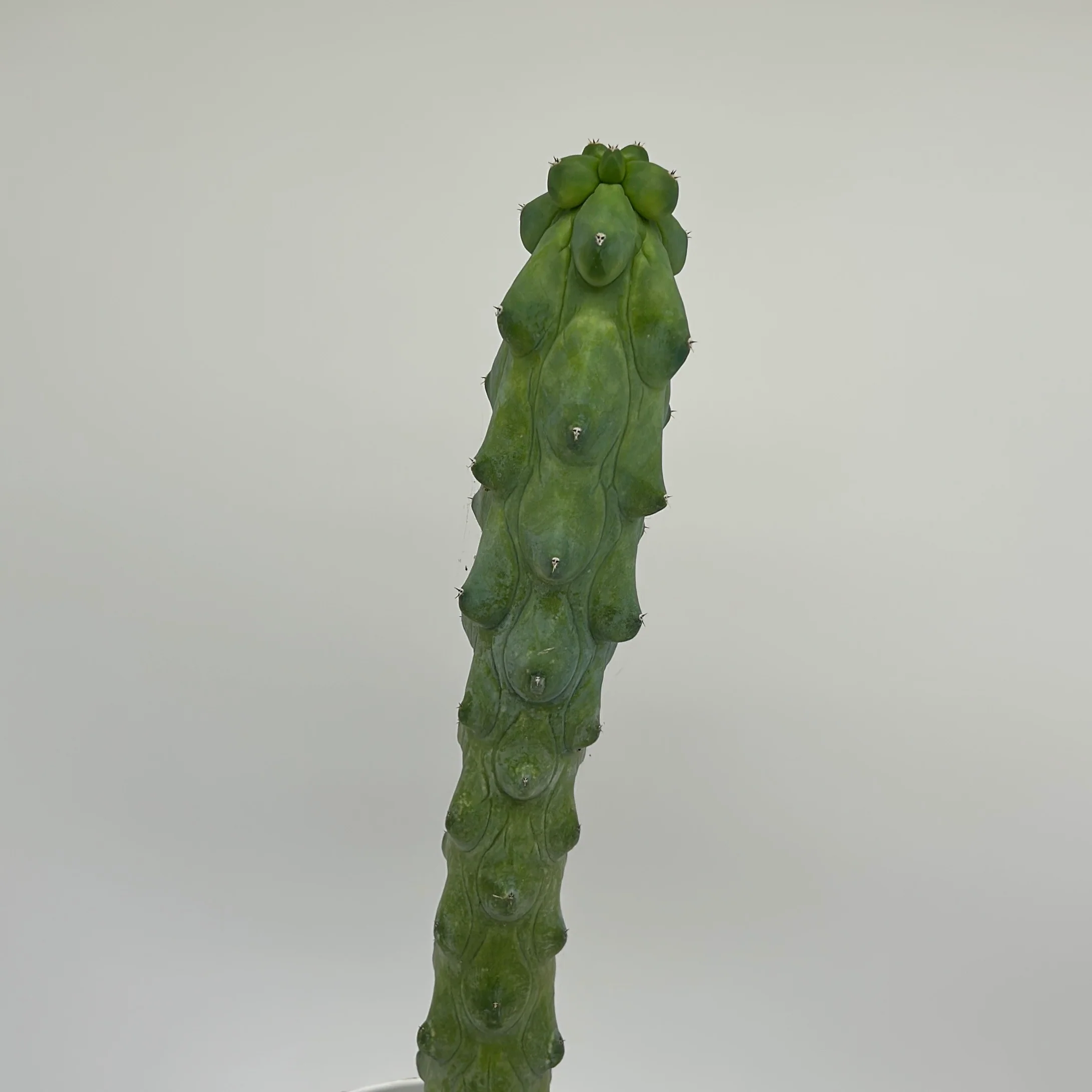 Boobie Cactus - Image 4