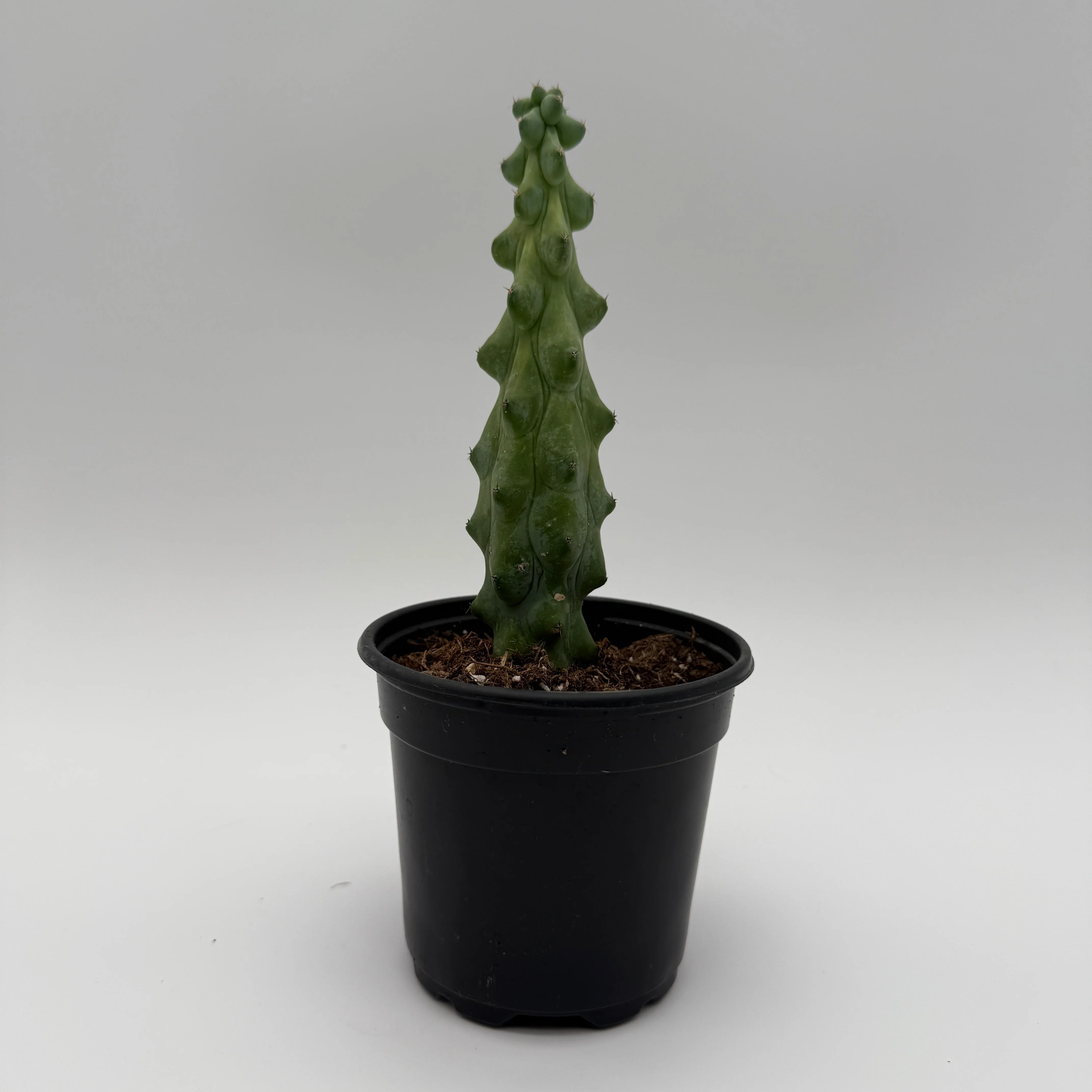 Boobie Cactus - Image 5
