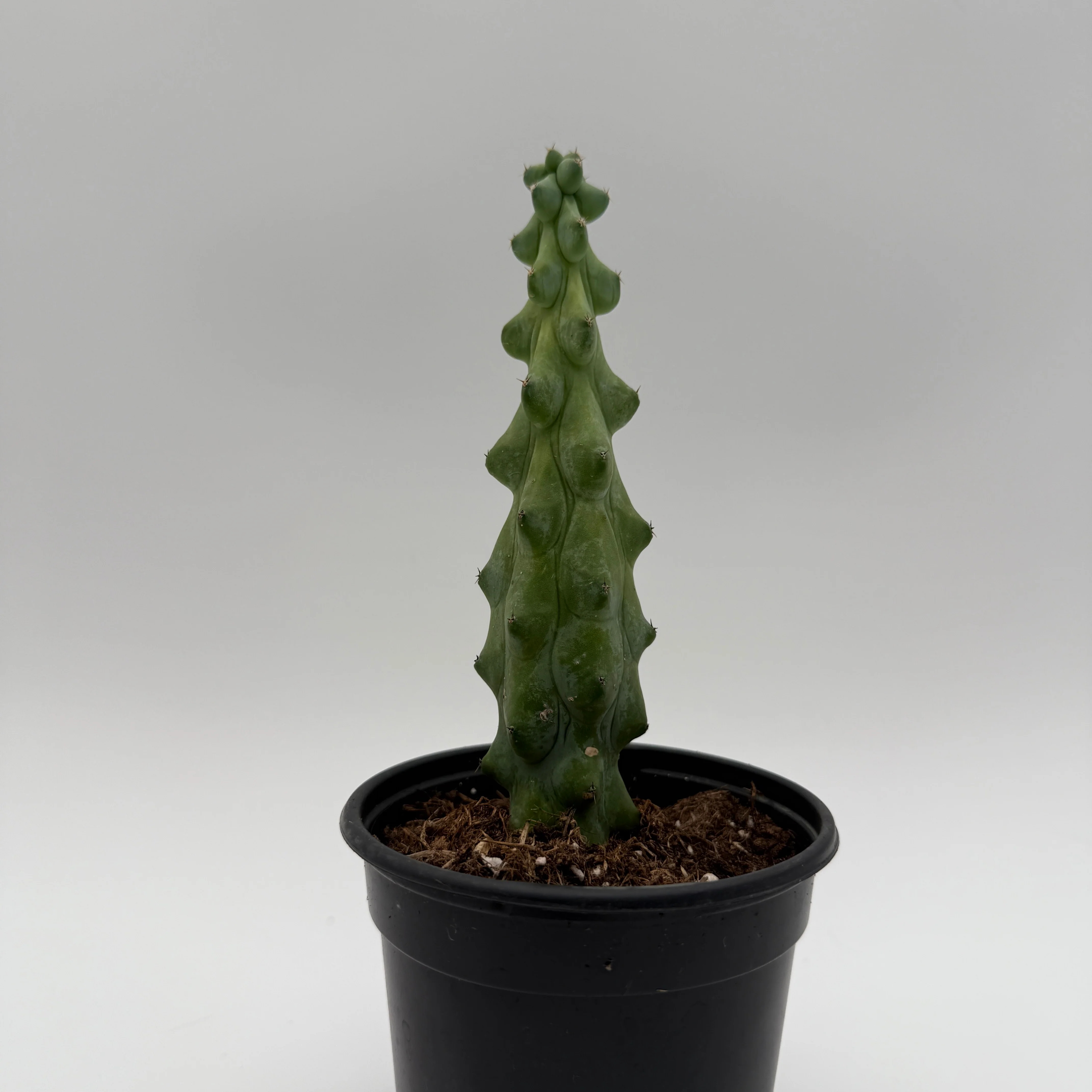 Boobie Cactus - Image 6