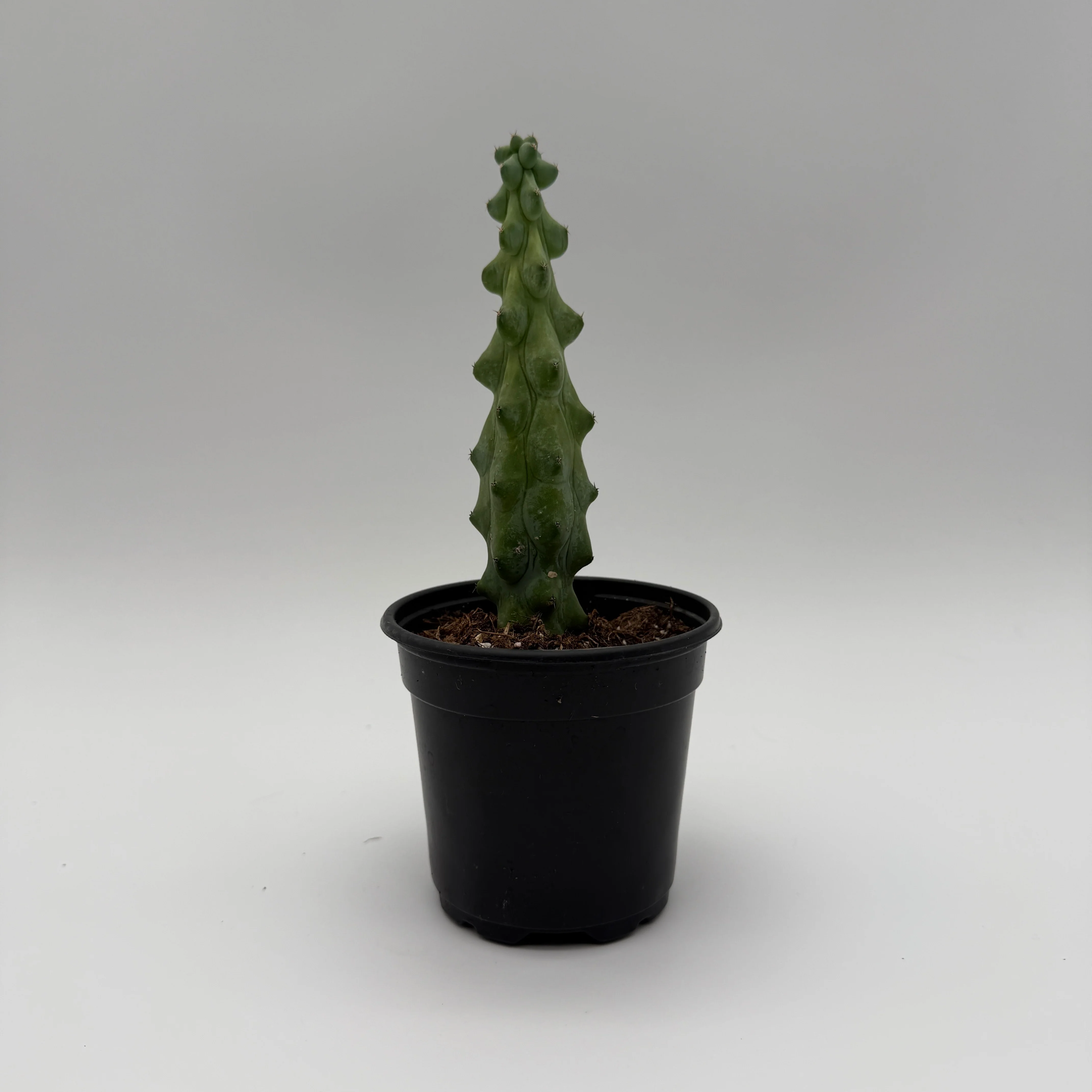 Boobie Cactus - Image 7