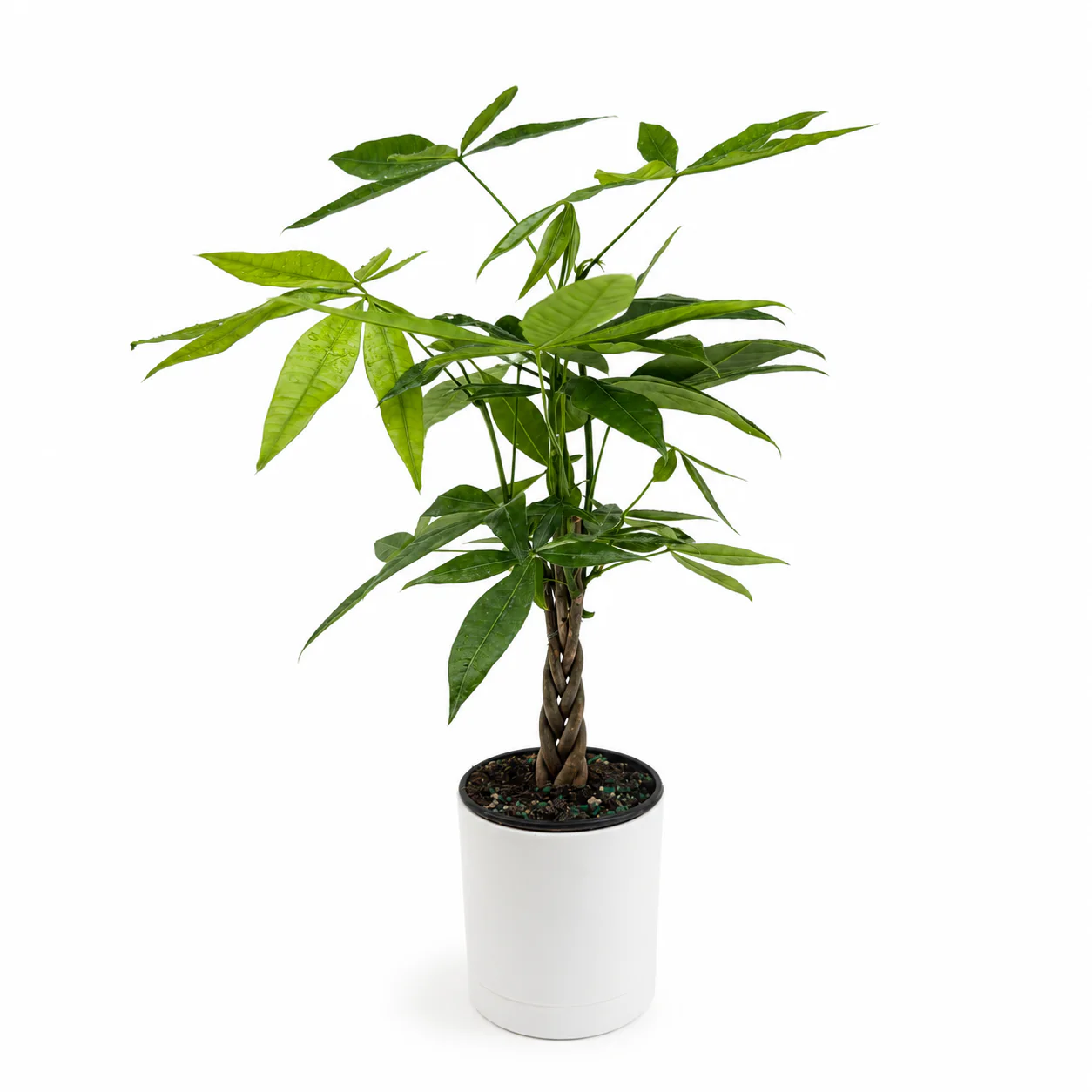 Braided Money Tree - Image 2