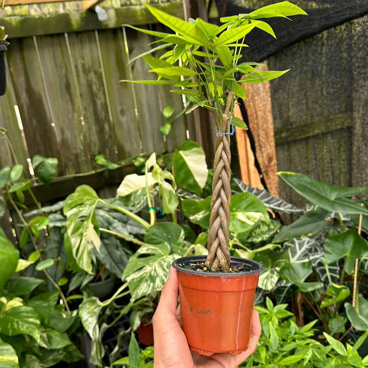 Braided Money Tree - Image 3