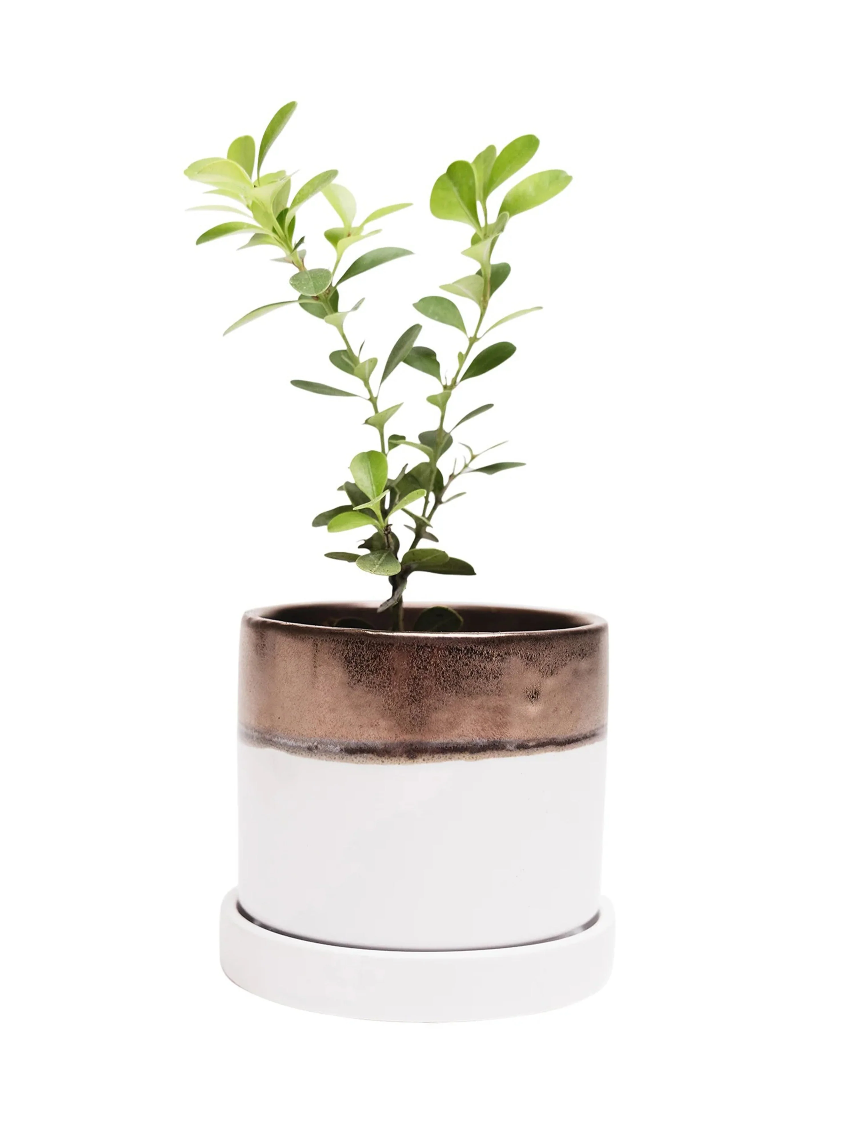 Bronze White Ceramic Plant Pot and Saucer - Image 4