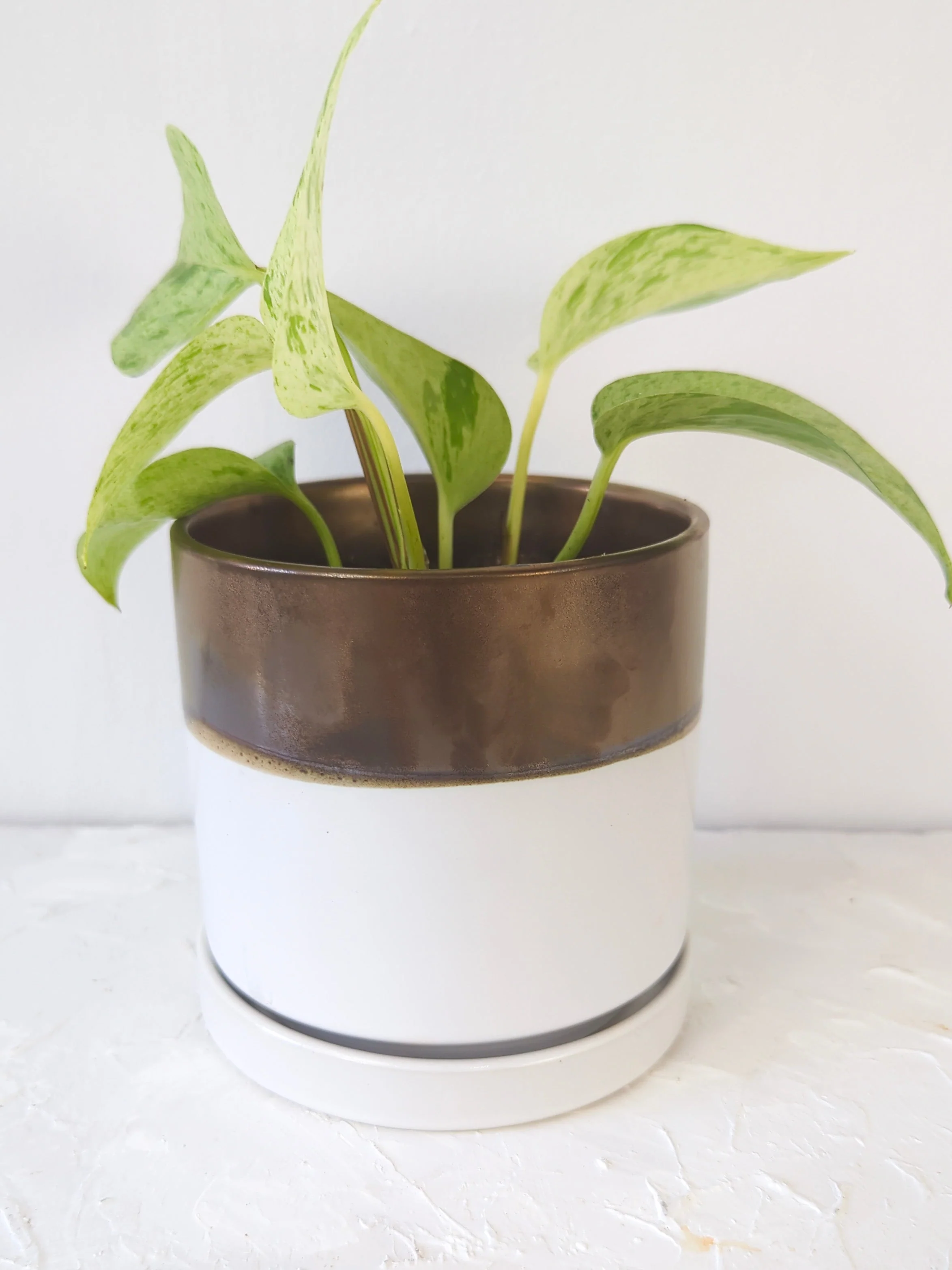 Bronze White Ceramic Plant Pot and Saucer - Image 9