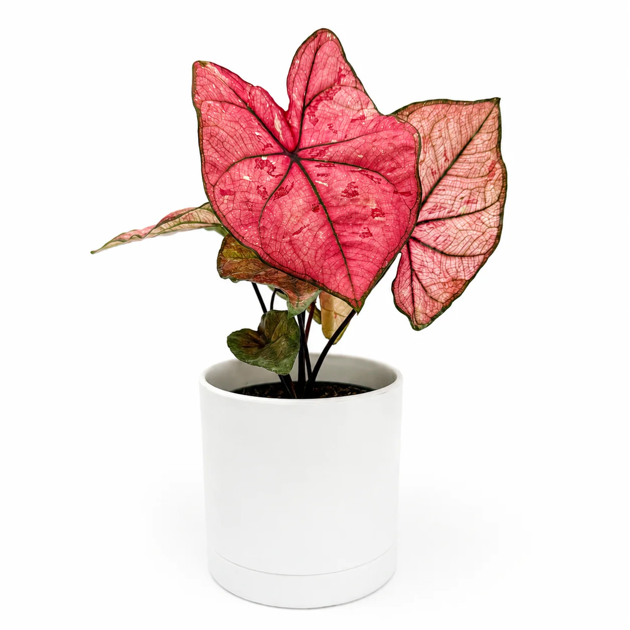 Caladium ‘Heidi’