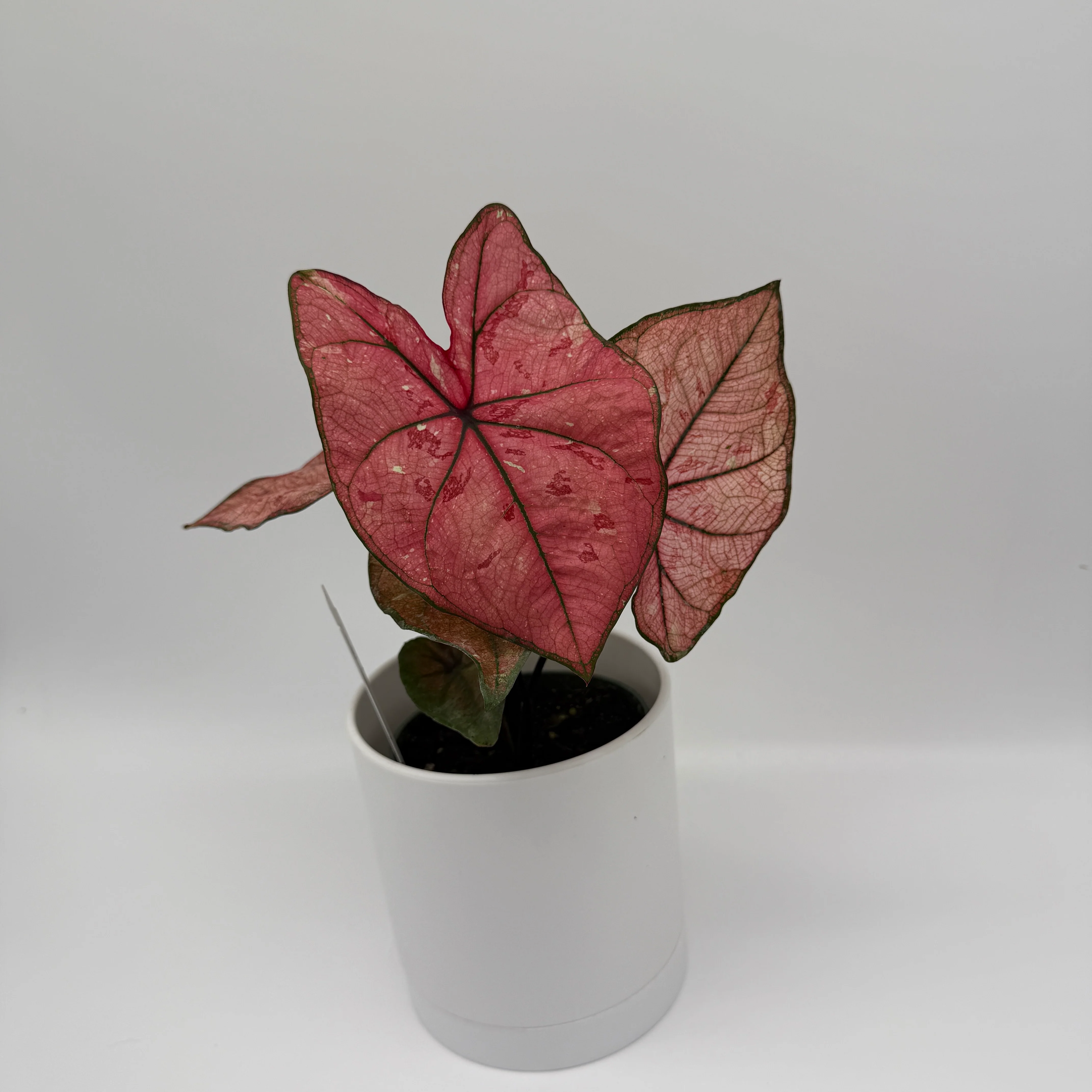 Caladium ‘Heidi’ - Image 2