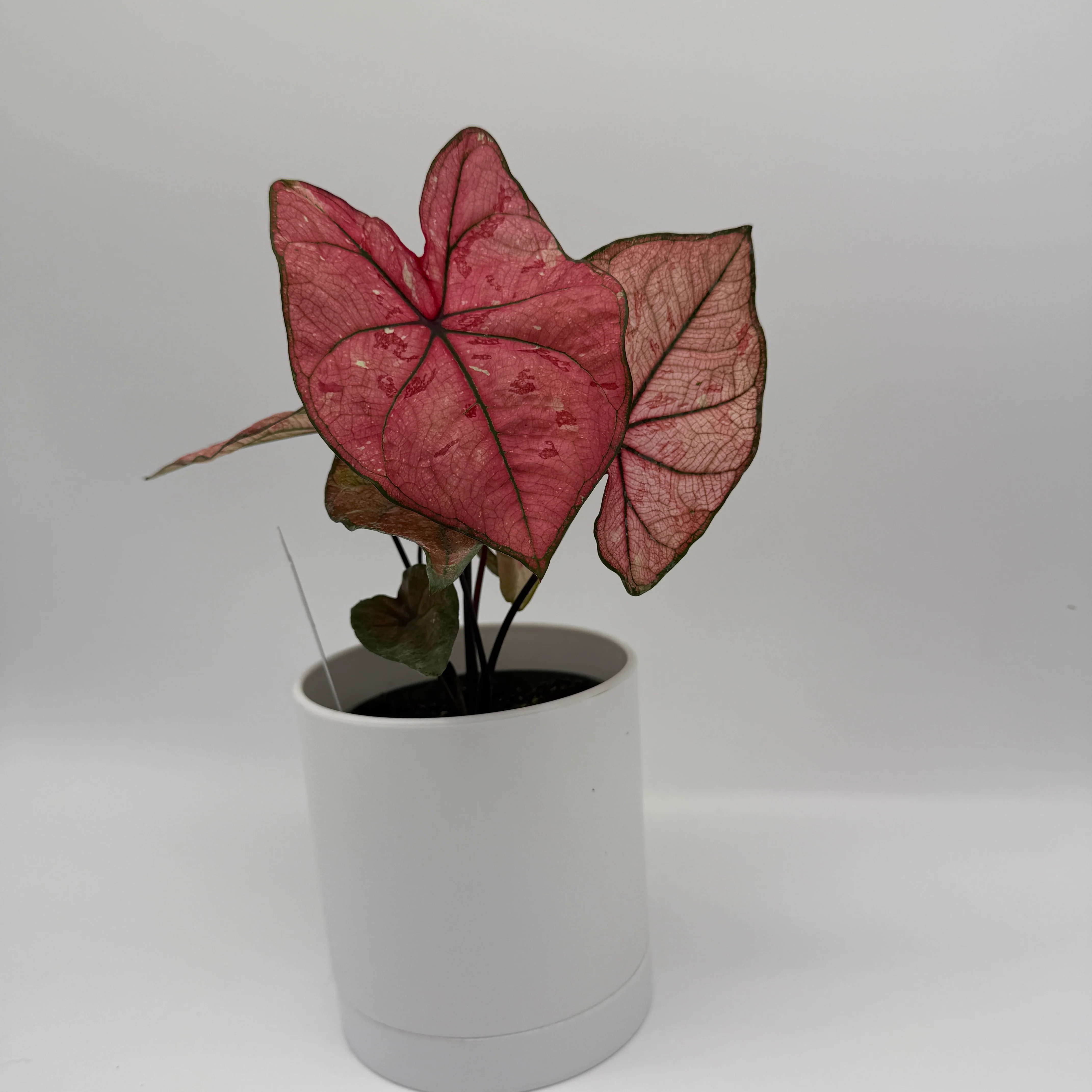Caladium ‘Heidi’ - Image 3