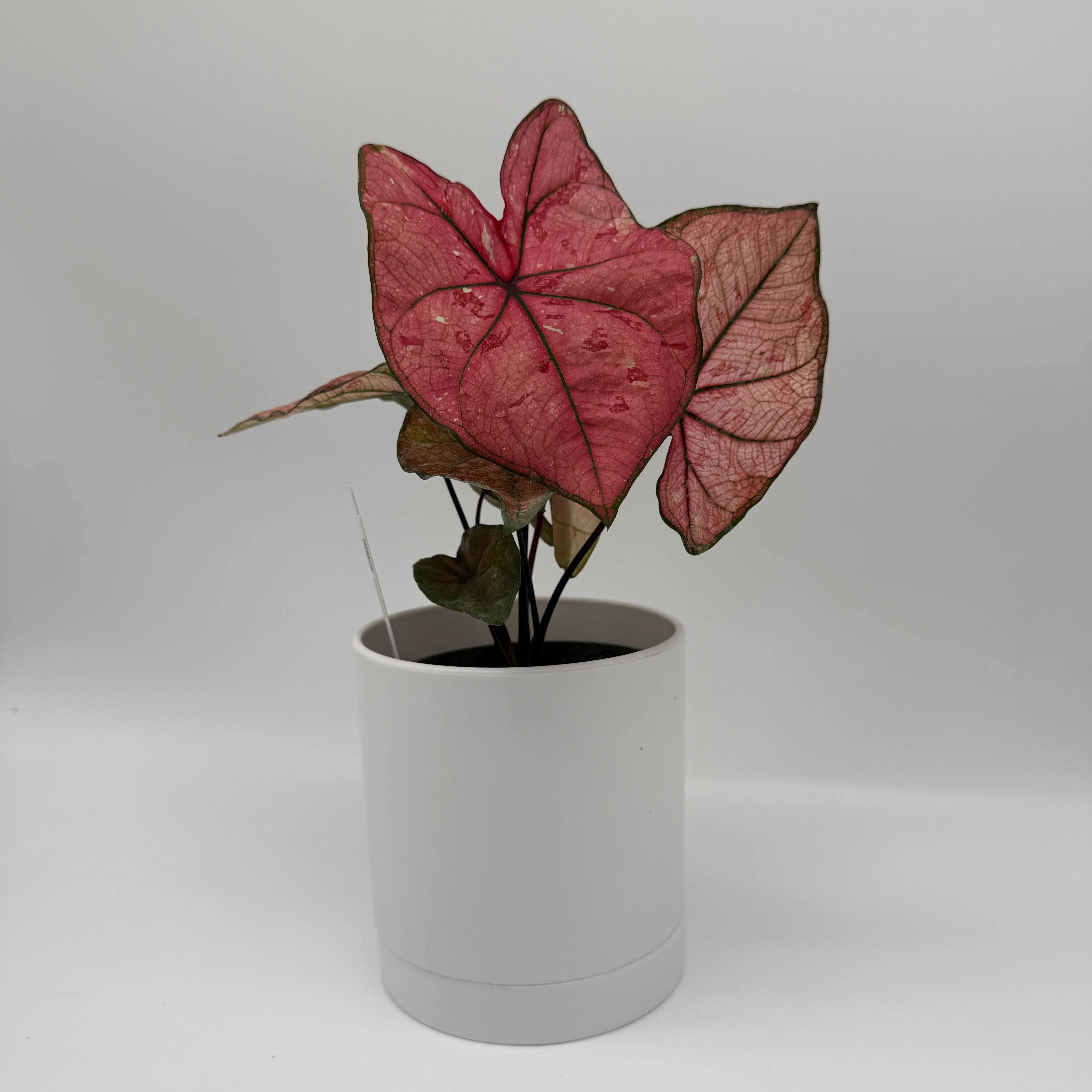 Caladium ‘Heidi’ - Image 4