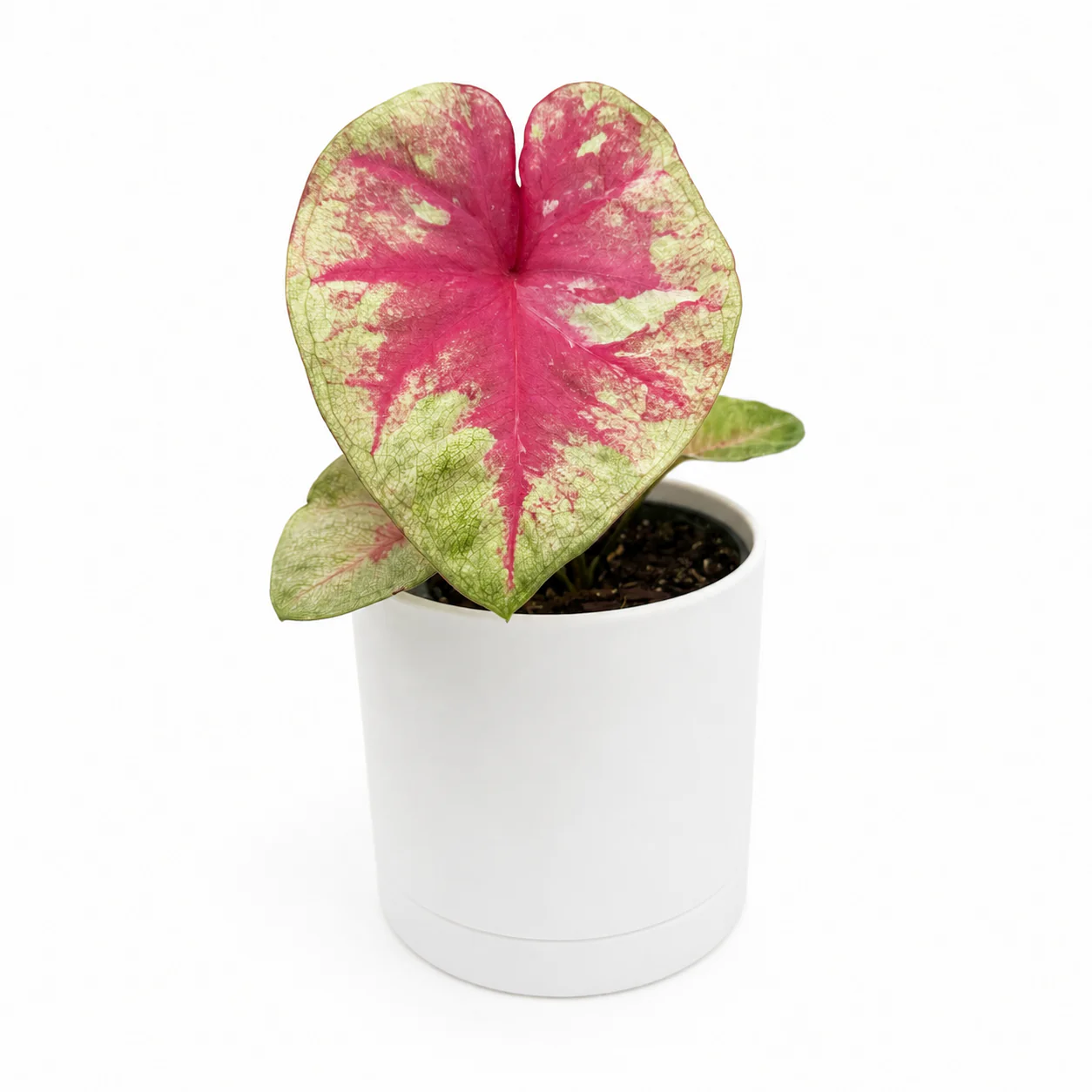 Caladium ‘Queen of Hearts’