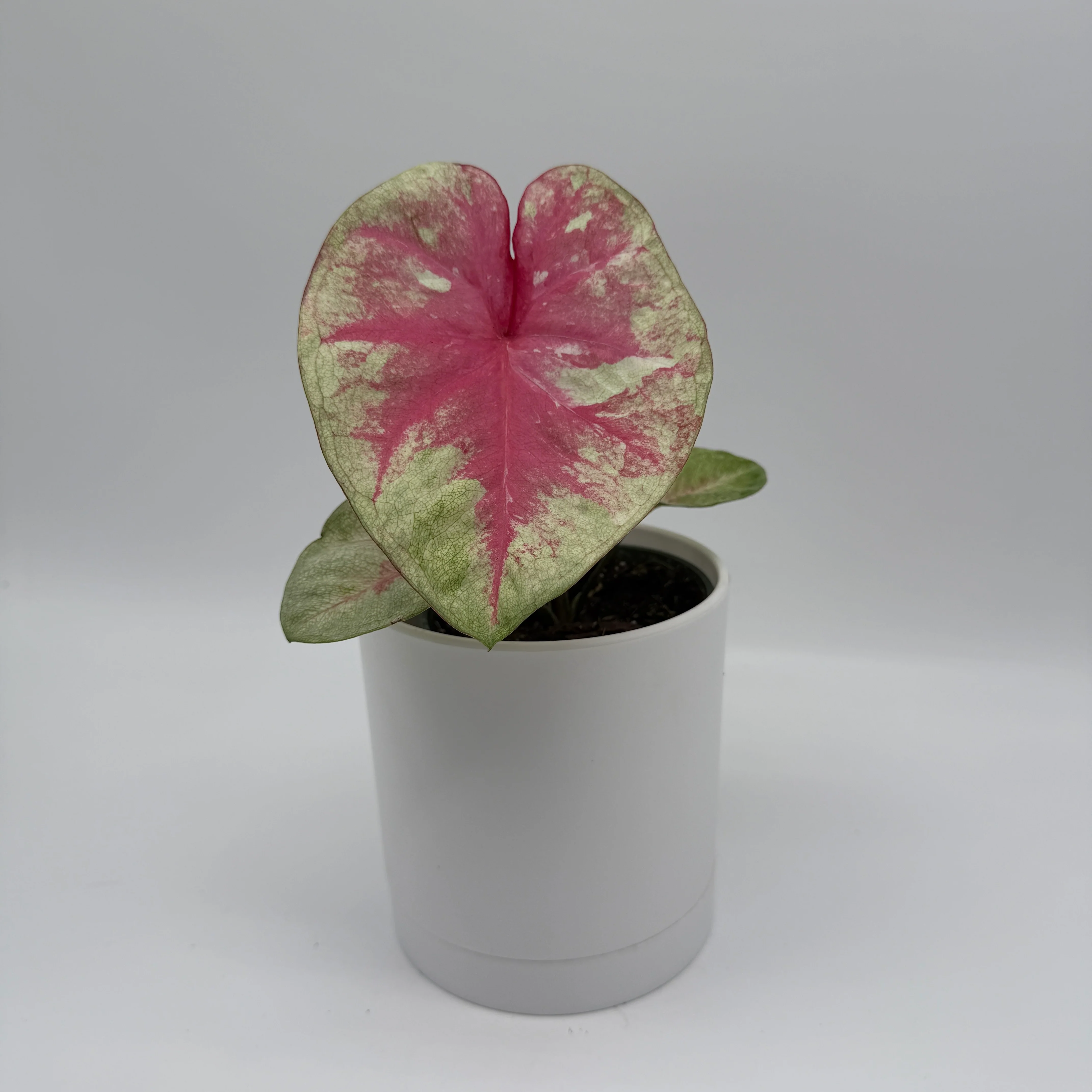 Caladium ‘Queen of Hearts’ - Image 2