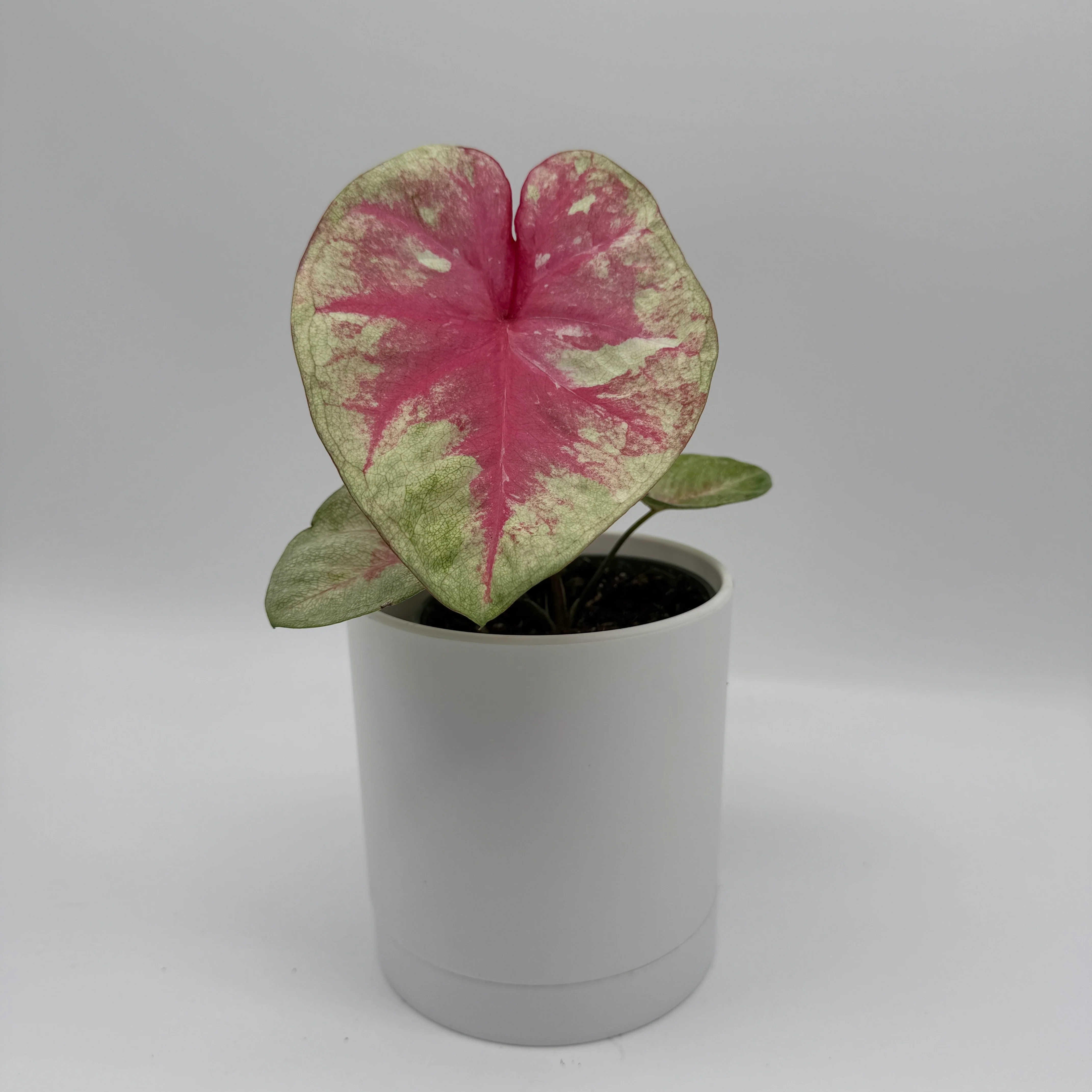 Caladium ‘Queen of Hearts’ - Image 3