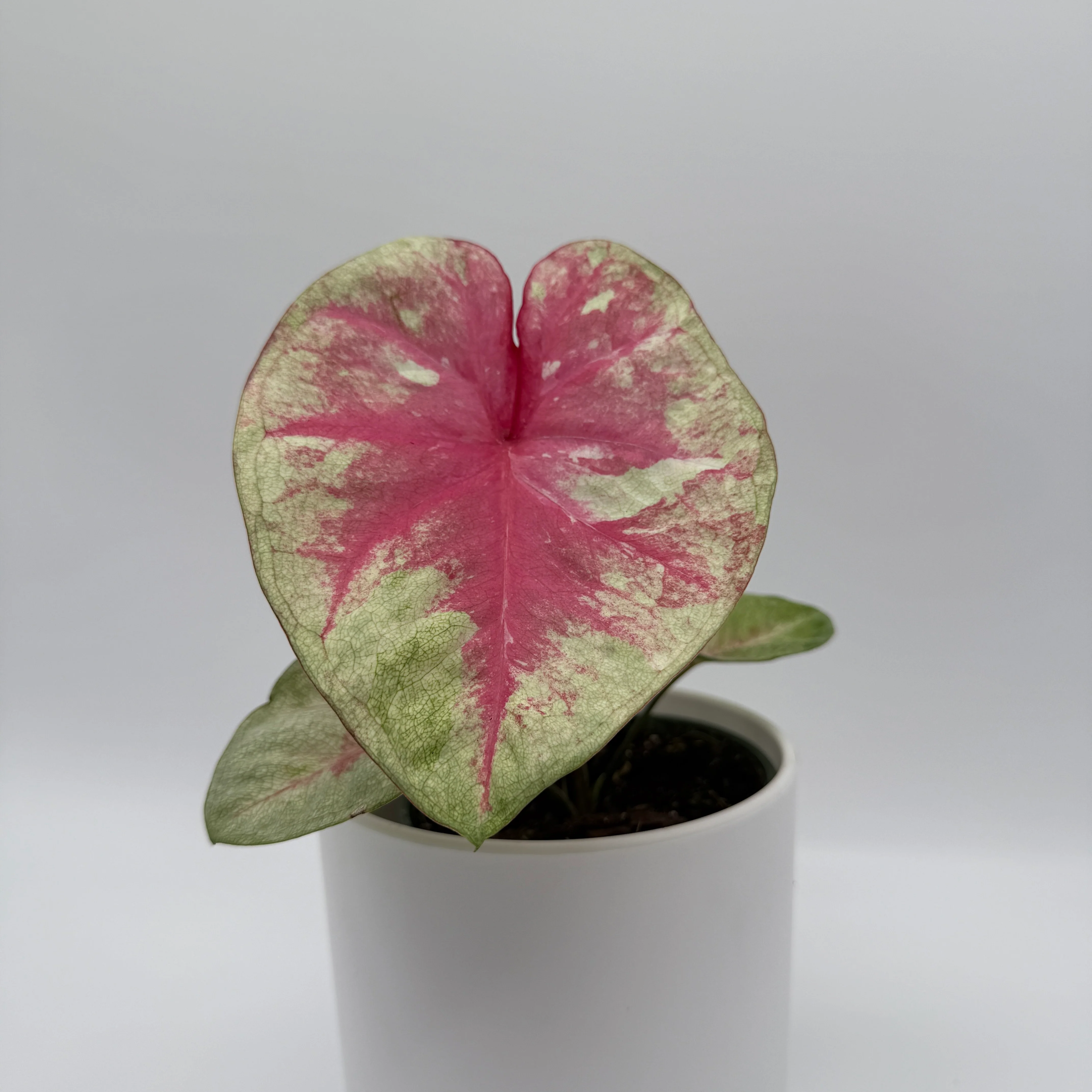 Caladium ‘Queen of Hearts’ - Image 4