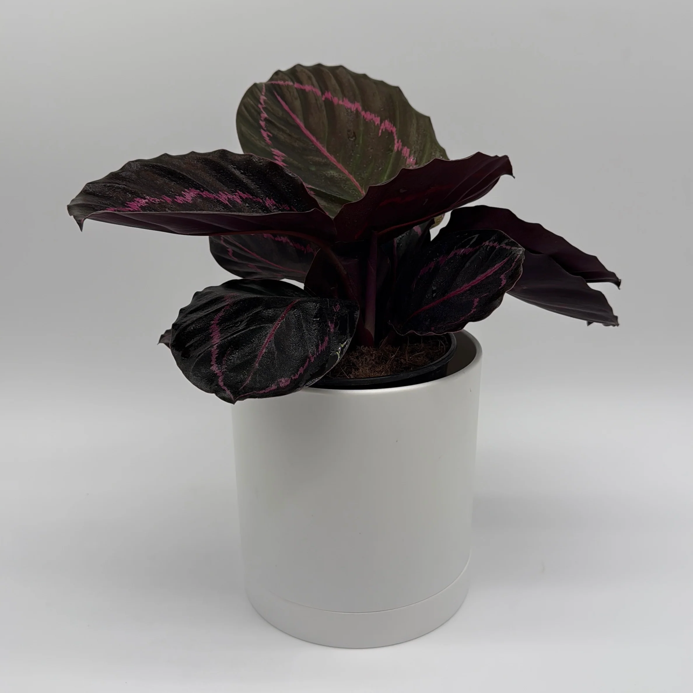 Calathea Dottie - Image 2