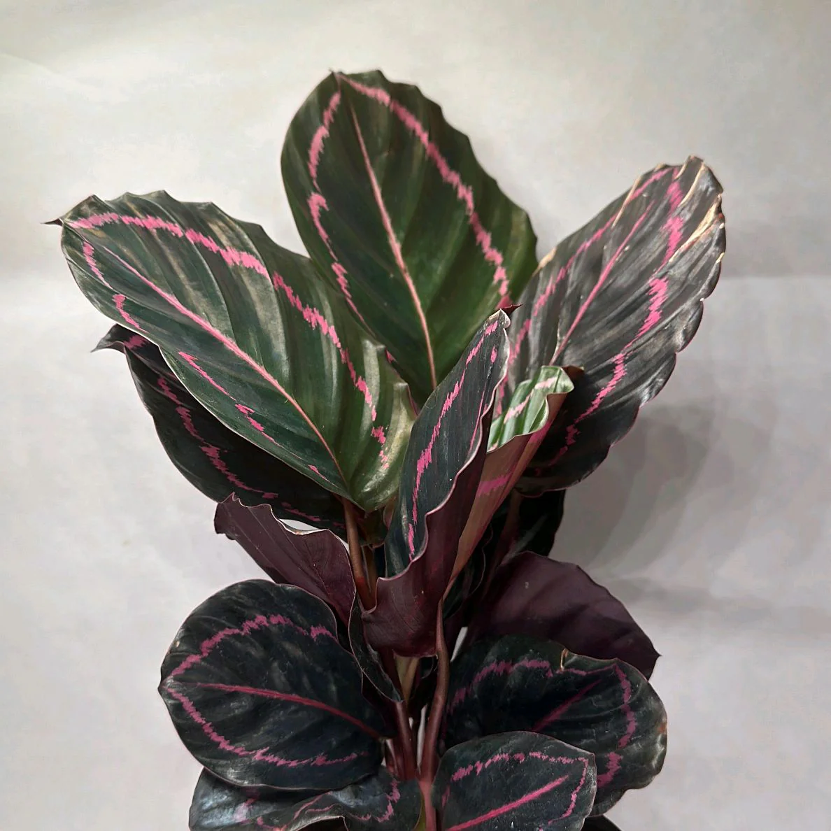 Calathea Dottie - Image 6