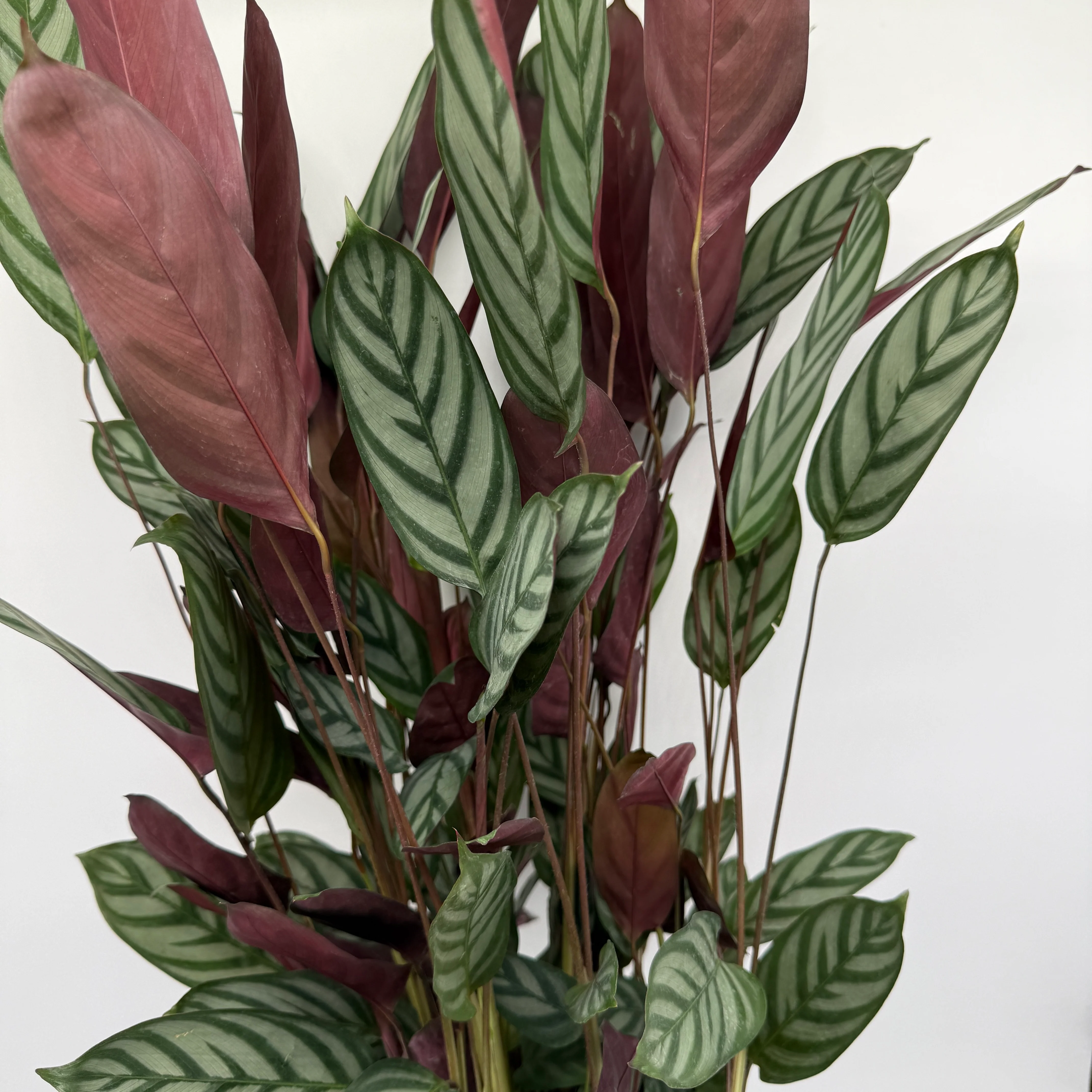 Calathea 'Exotica' - Image 3