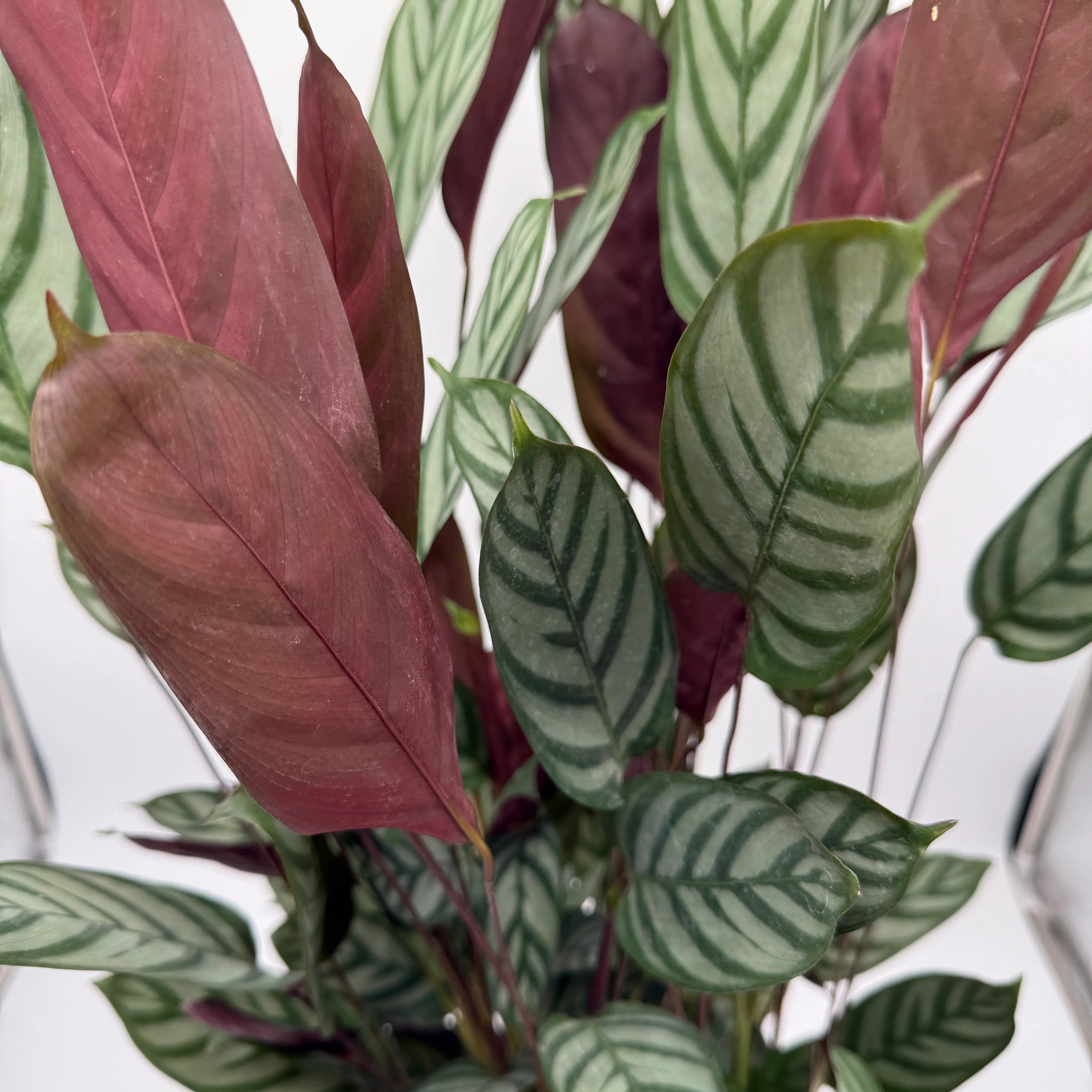 Calathea 'Exotica' - Image 4
