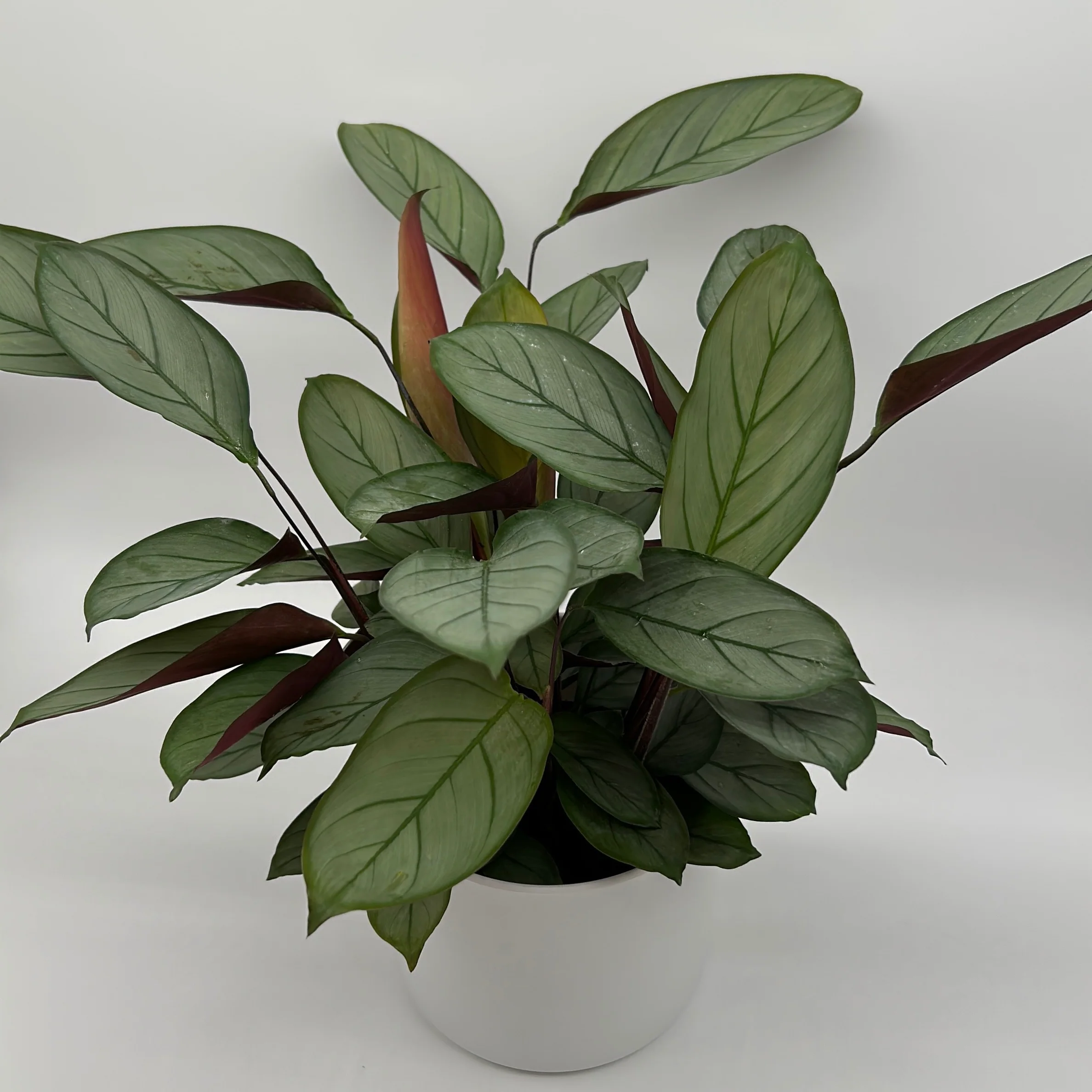 Calathea Grey Star - Image 3