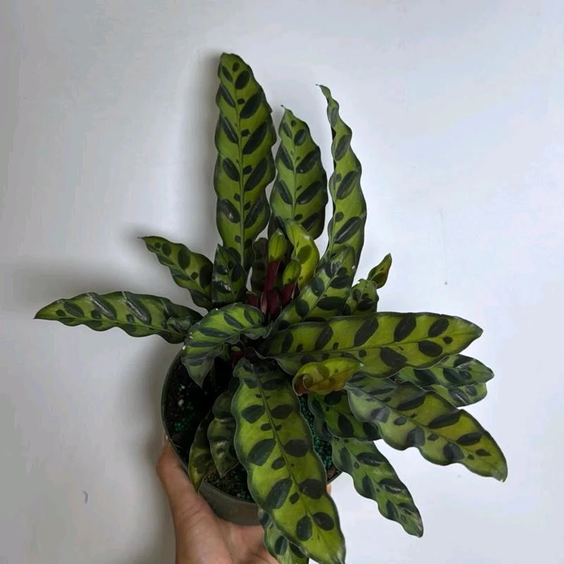 Calathea Lancifolia - Image 10