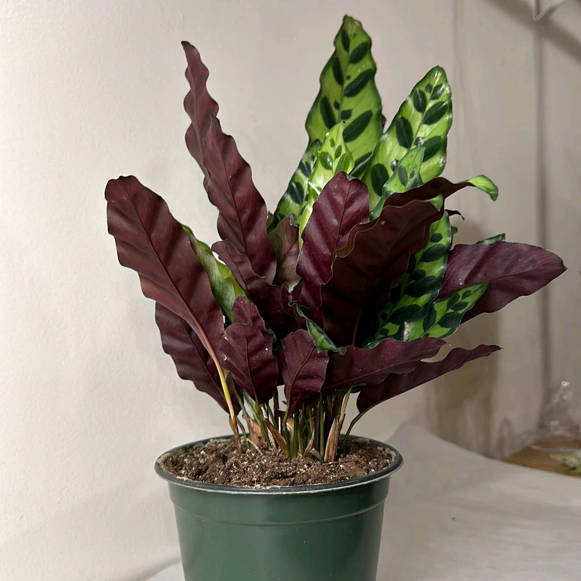 Calathea Lancifolia - Image 11