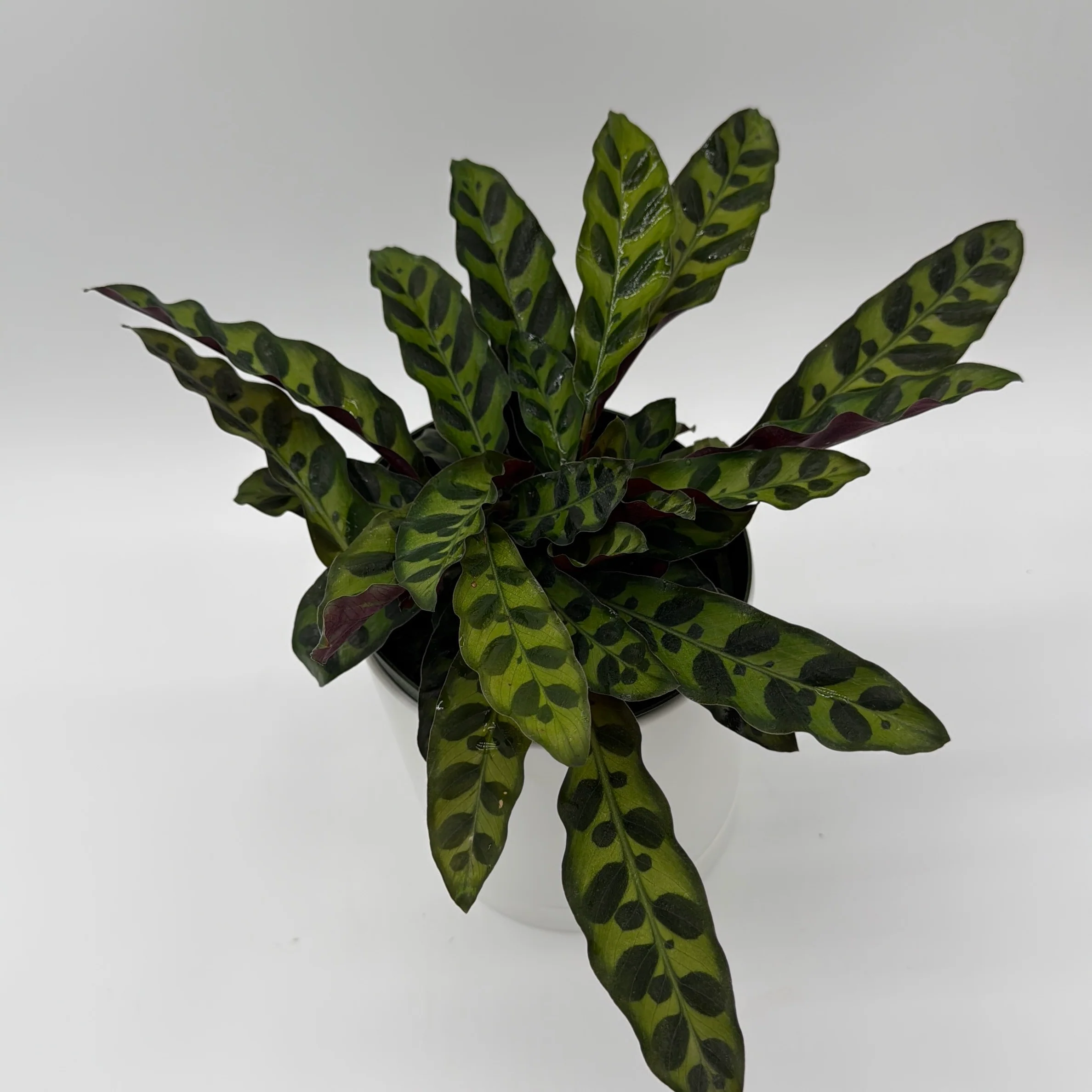 Calathea Lancifolia - Image 3