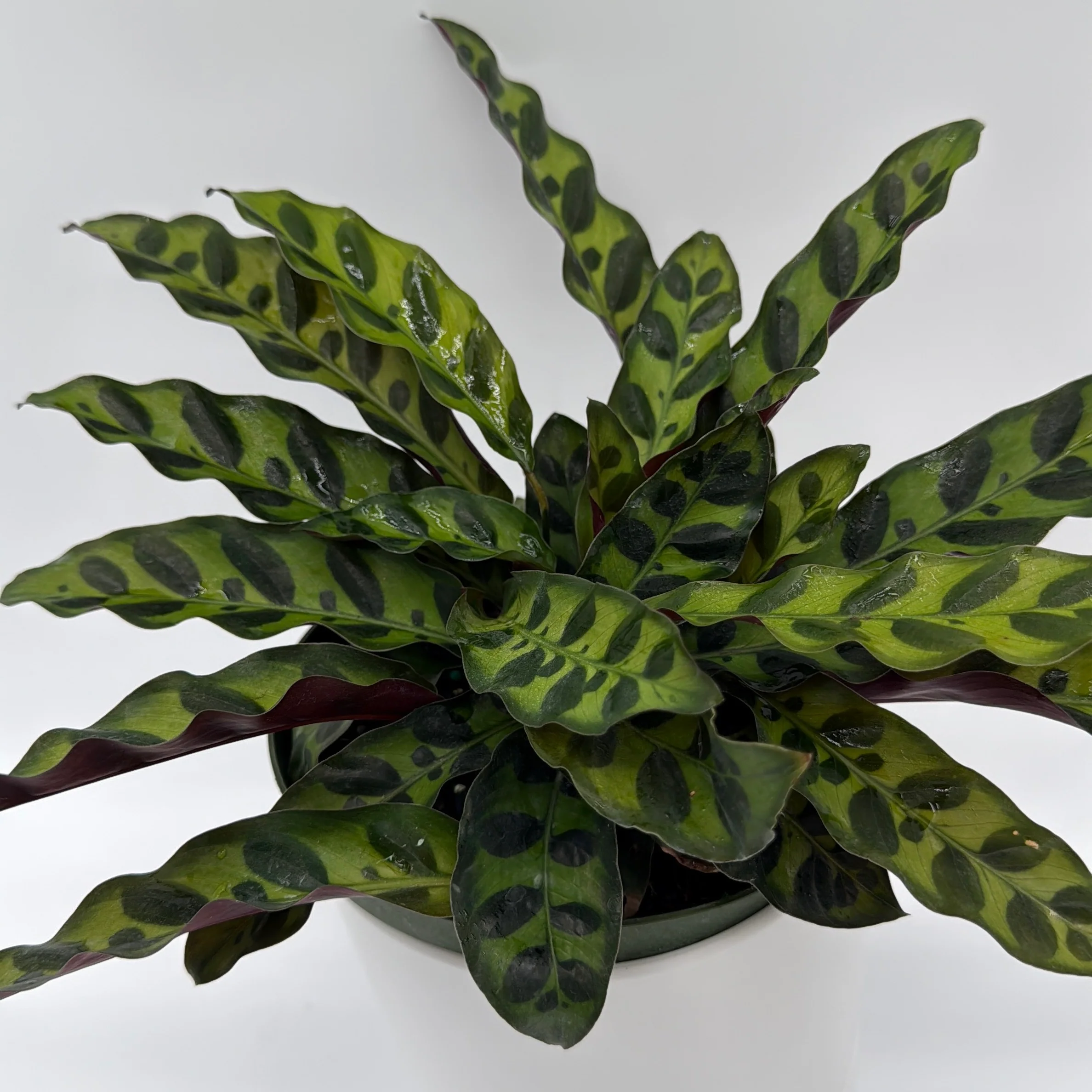 Calathea Lancifolia - Image 4