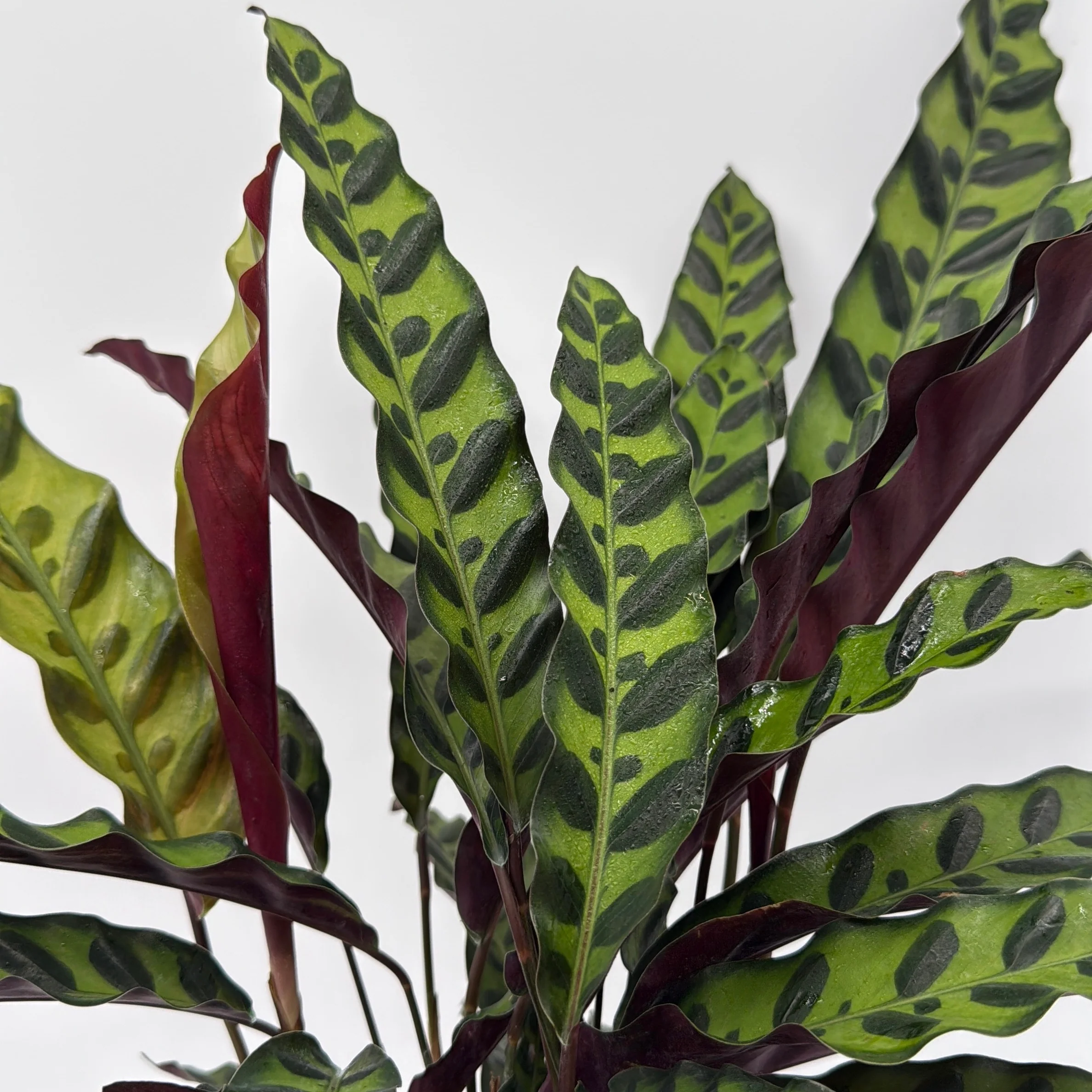 Calathea Lancifolia - Image 5