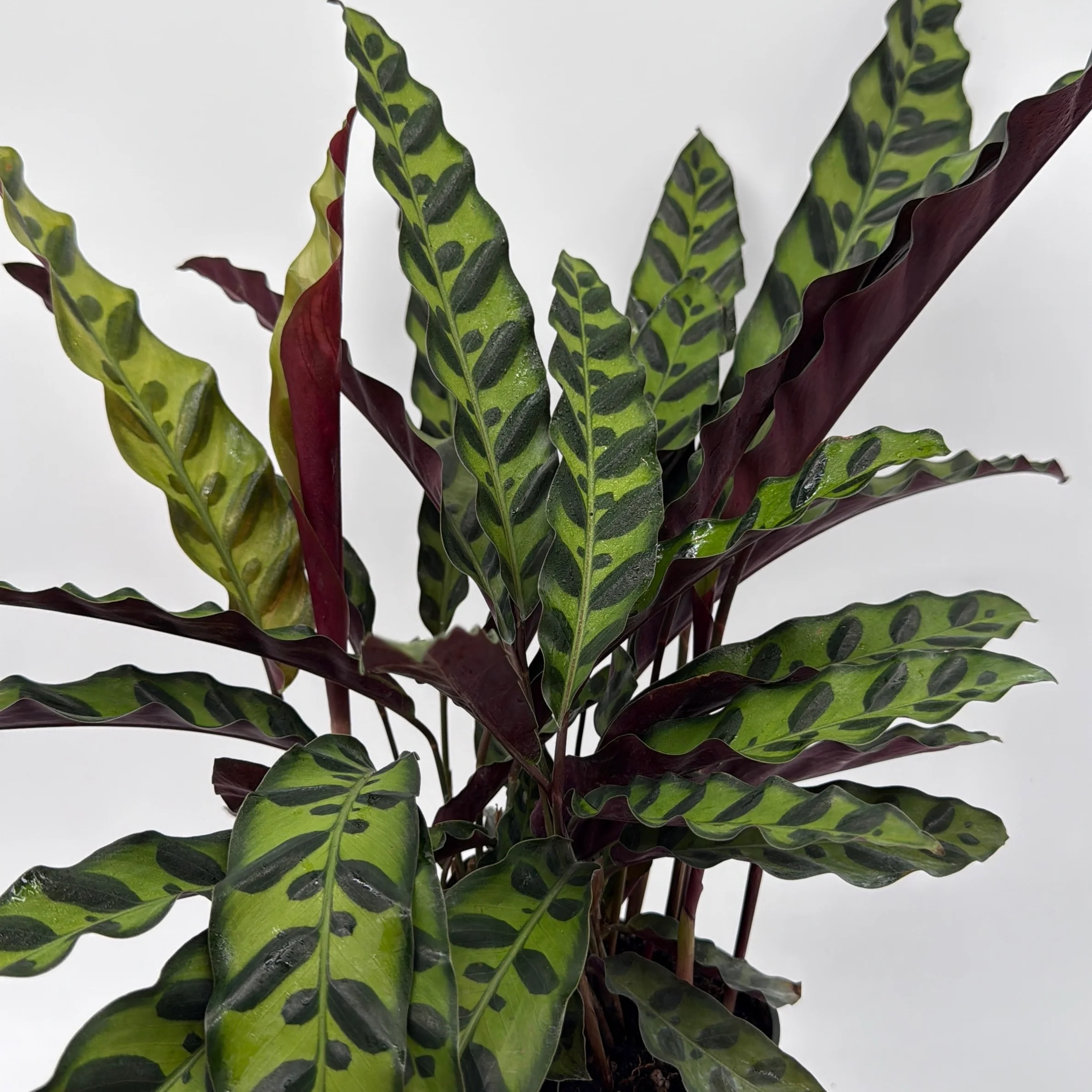 Calathea Lancifolia - Image 6