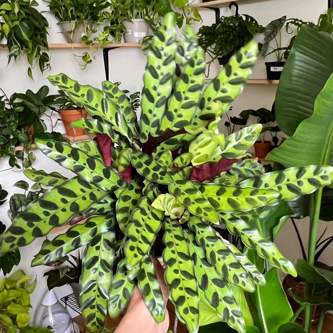 Calathea Lancifolia - Image 7