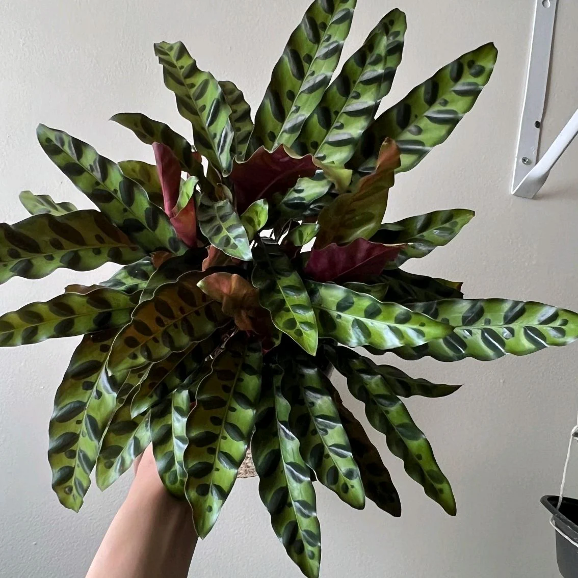 Calathea Lancifolia - Image 8