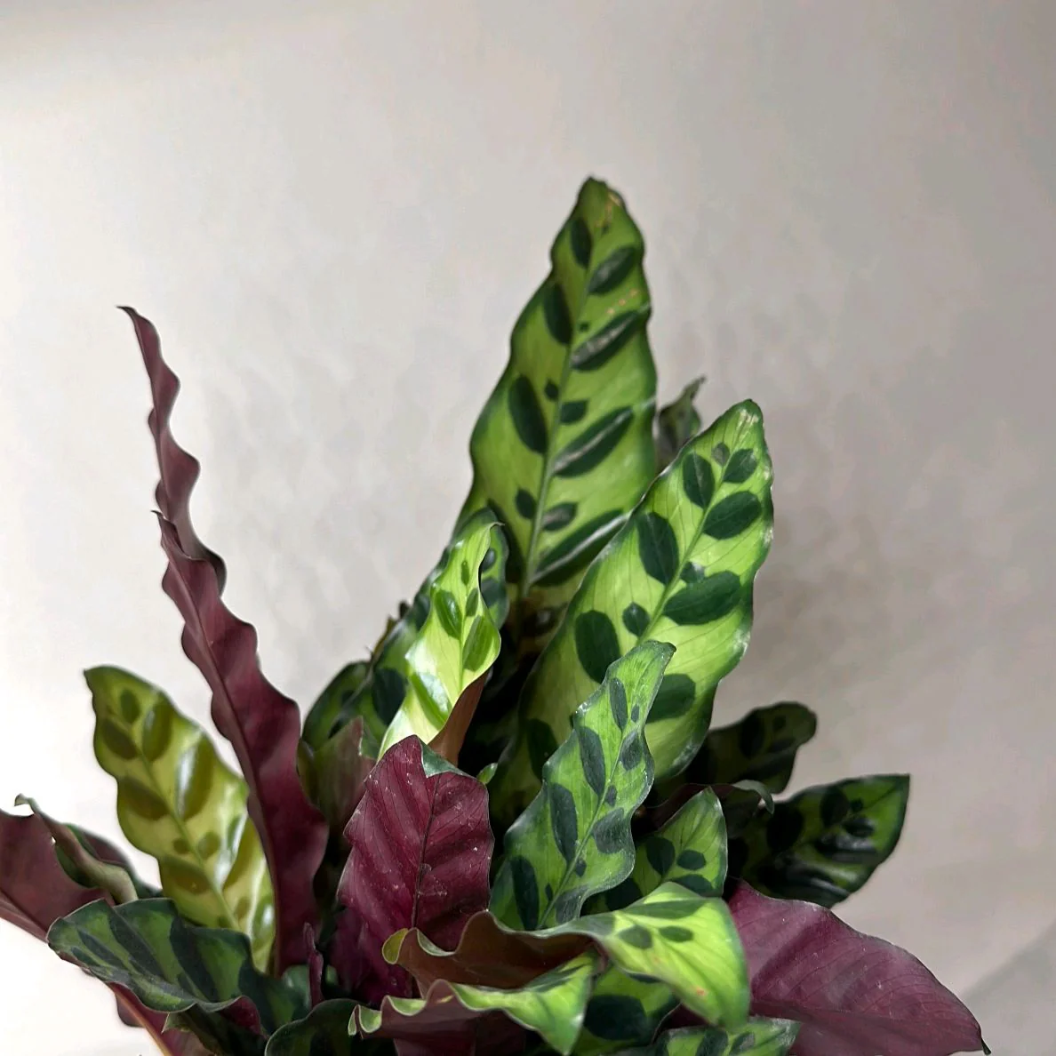 Calathea Lancifolia - Image 9