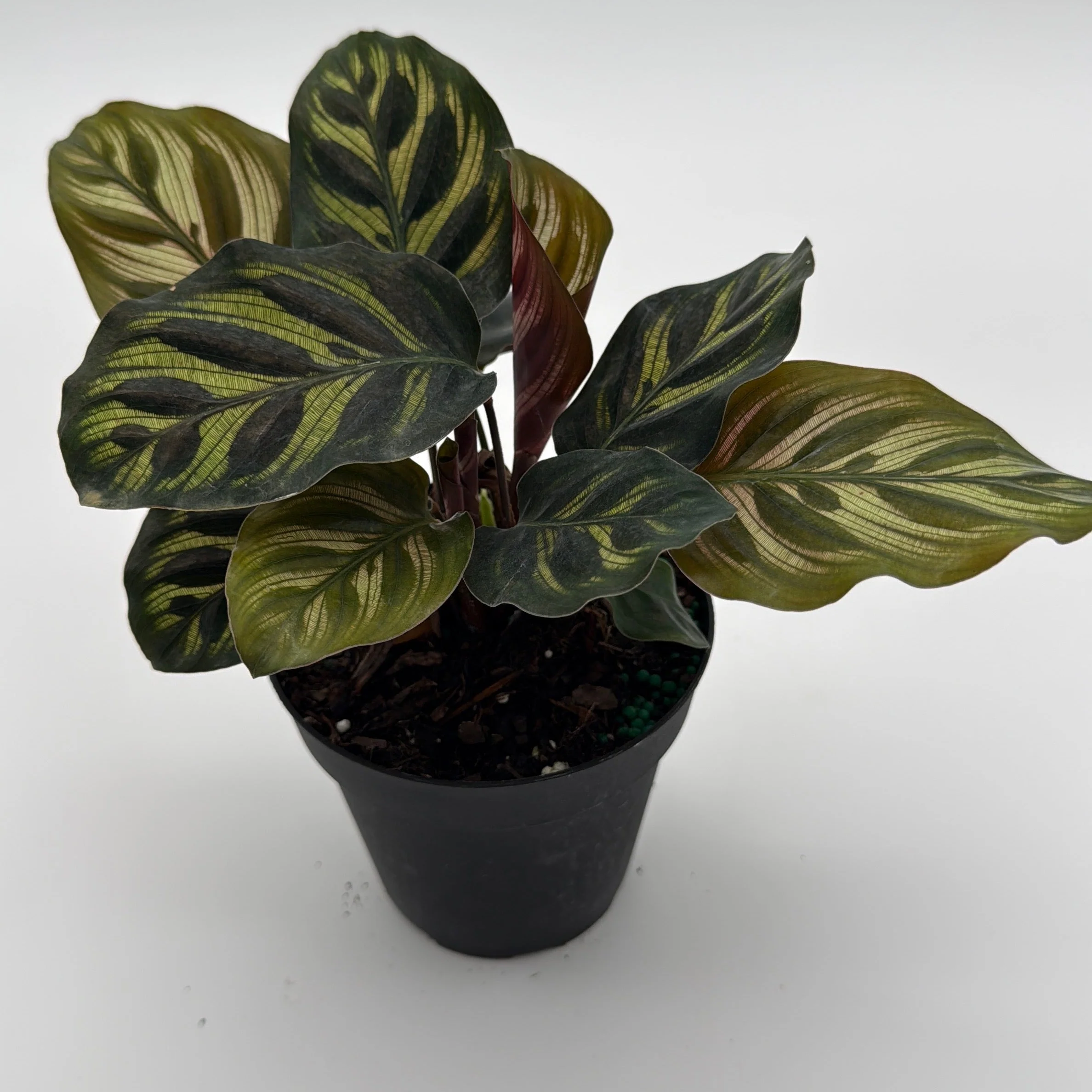 Calathea Makoyana - Image 10