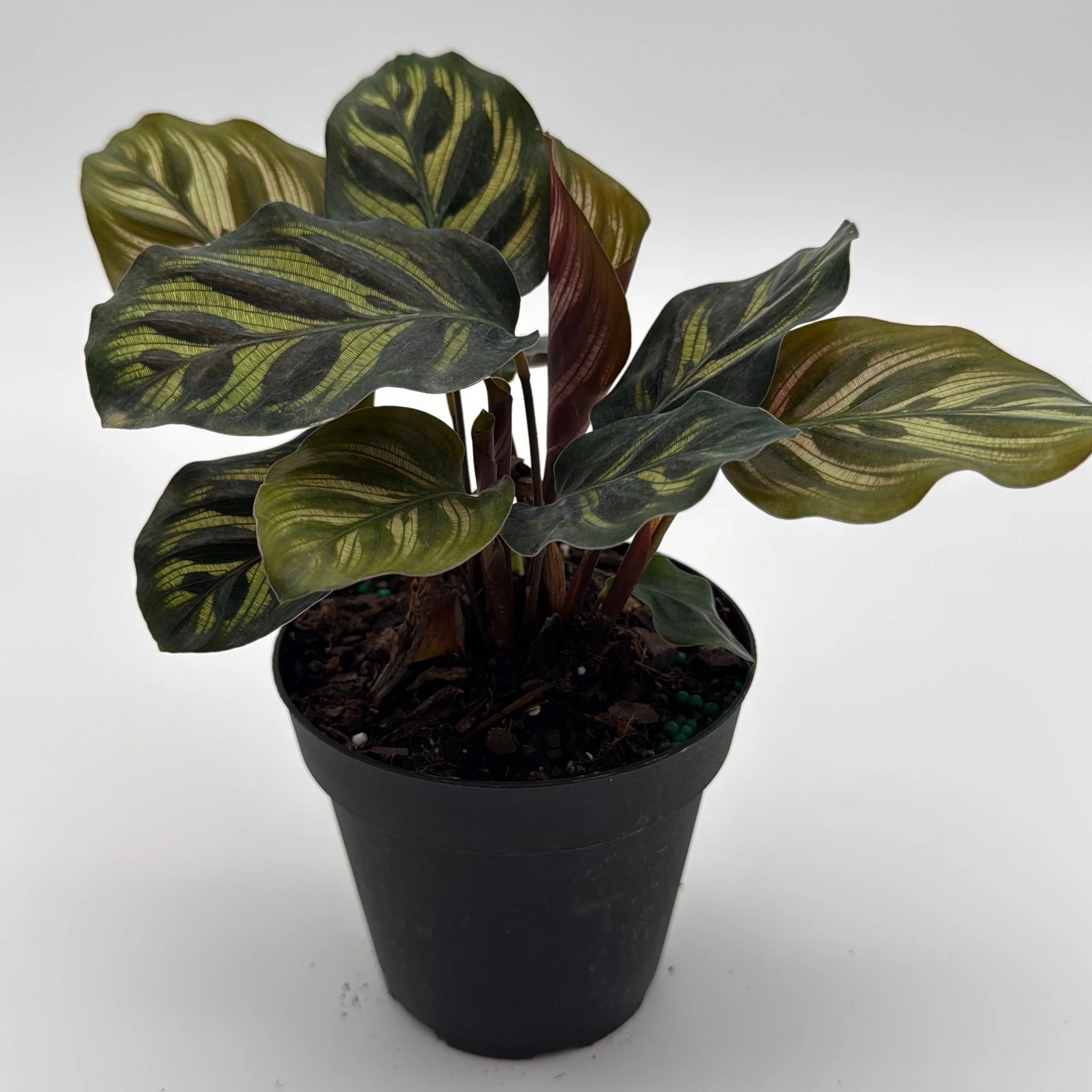 Calathea Makoyana - Image 11