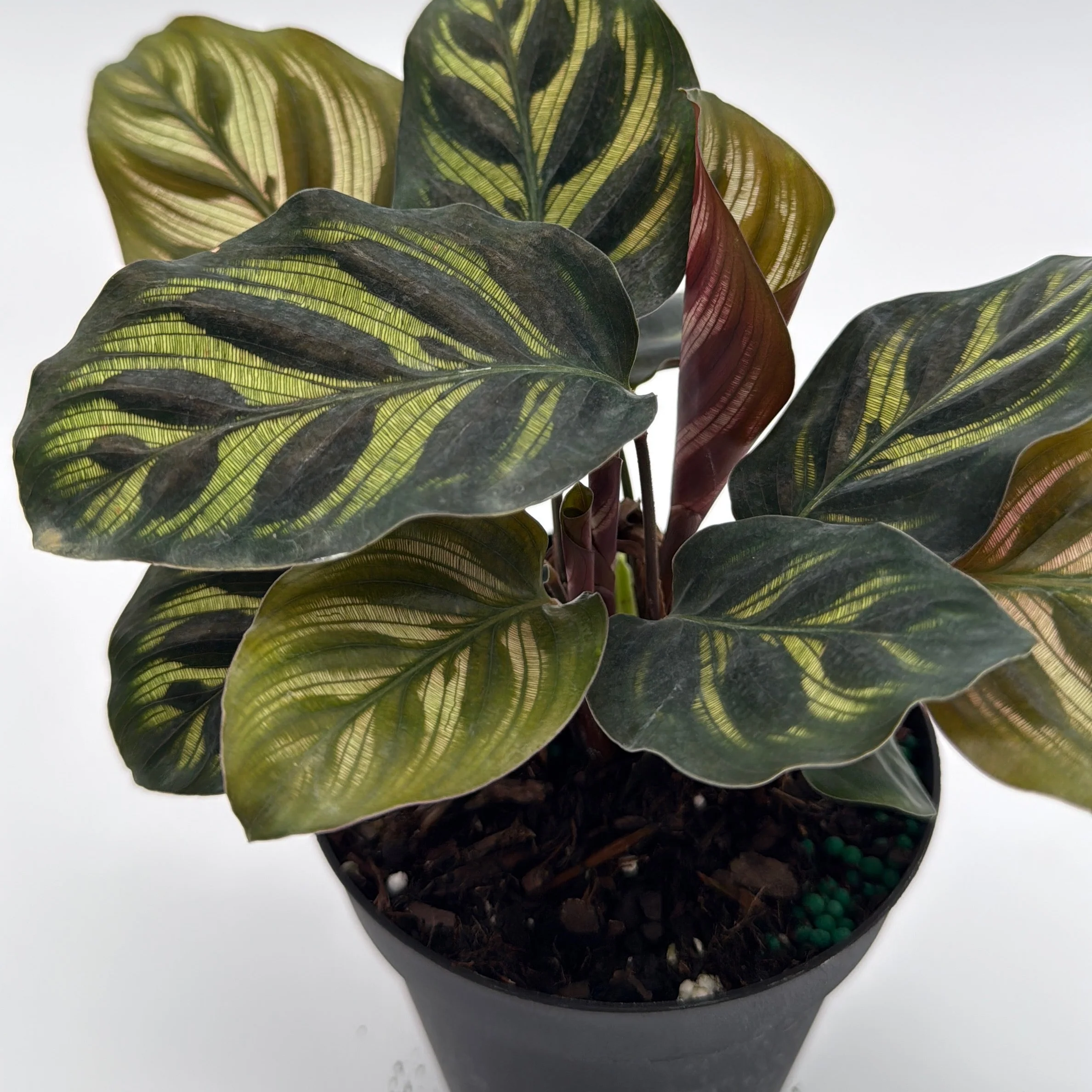Calathea Makoyana - Image 12
