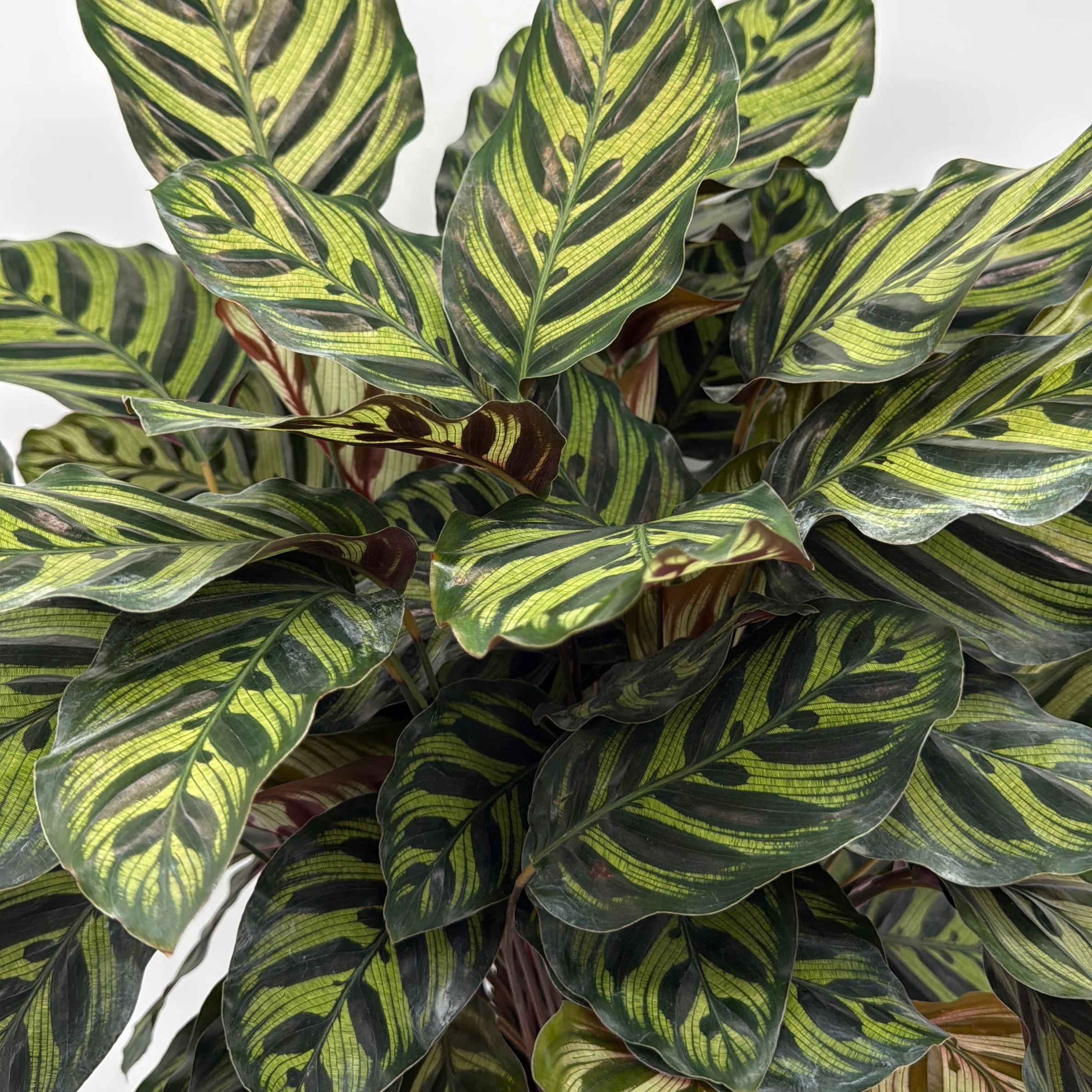 Calathea Makoyana - Image 13