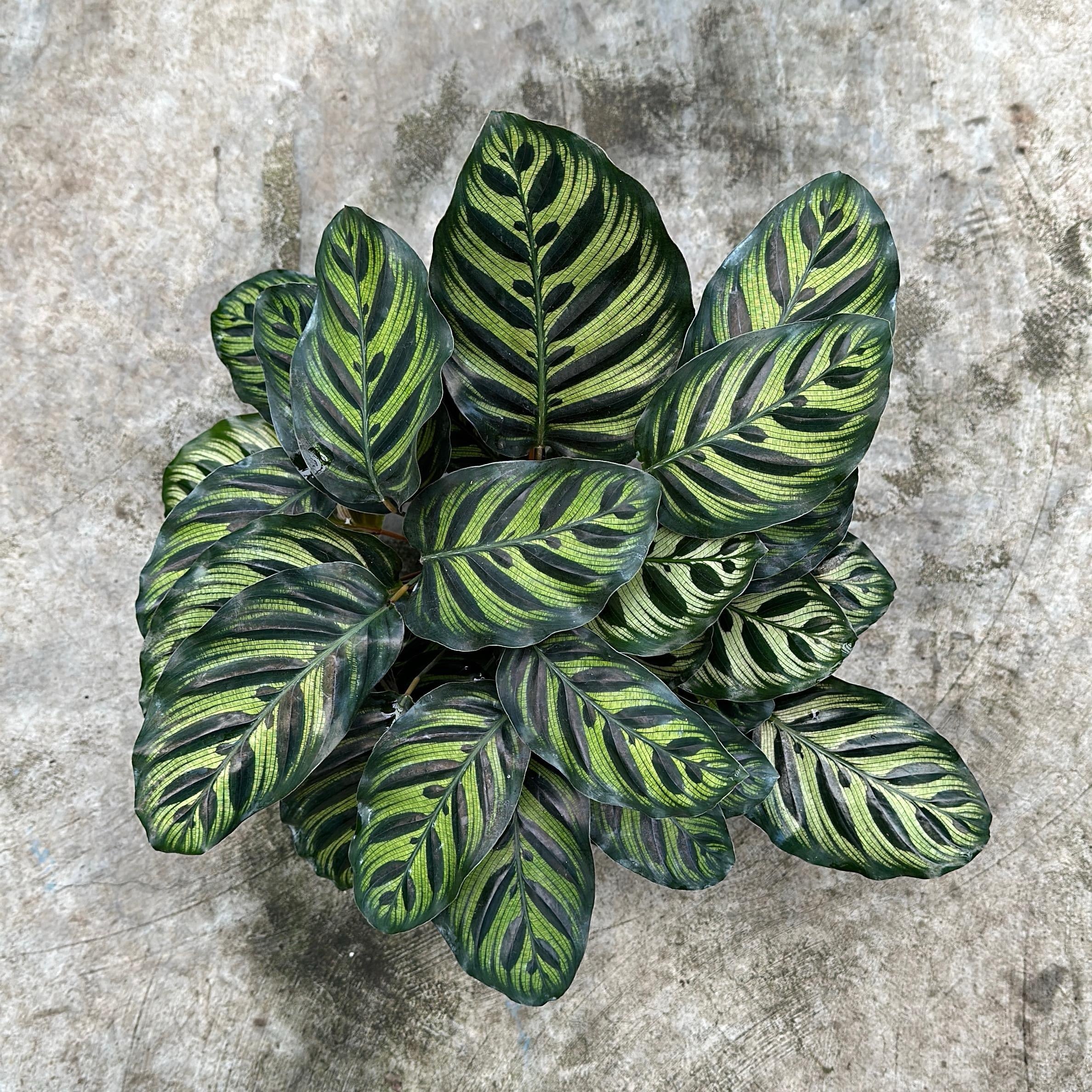 Calathea Makoyana - Image 3