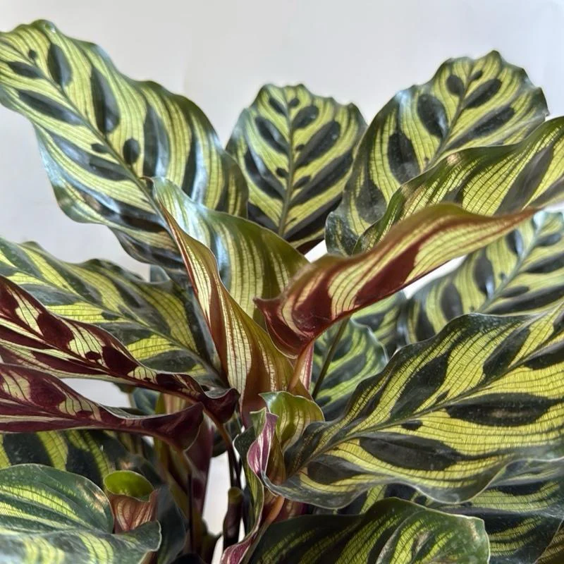Calathea Makoyana - Image 4
