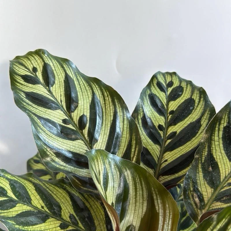 Calathea Makoyana - Image 5