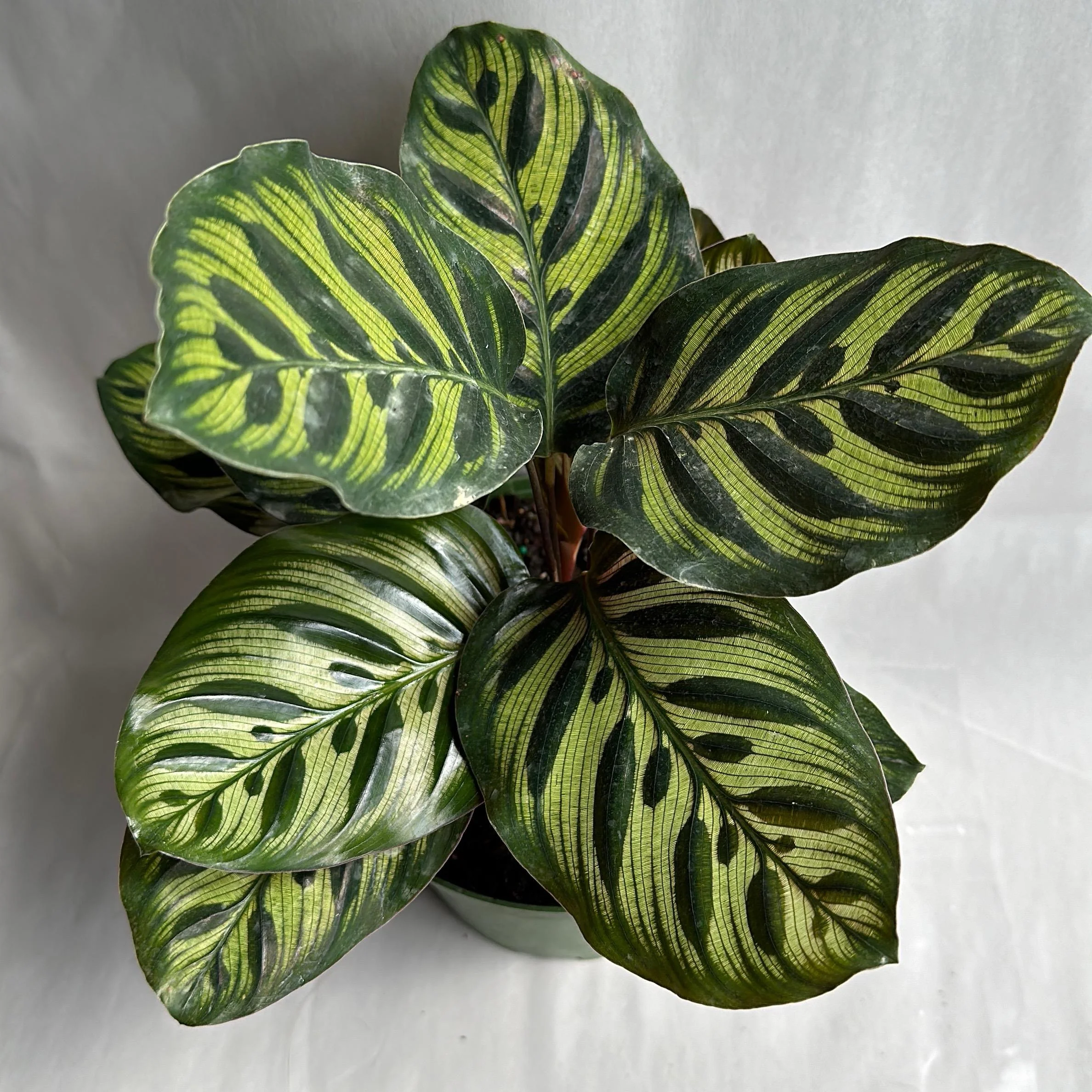 Calathea Makoyana - Image 6