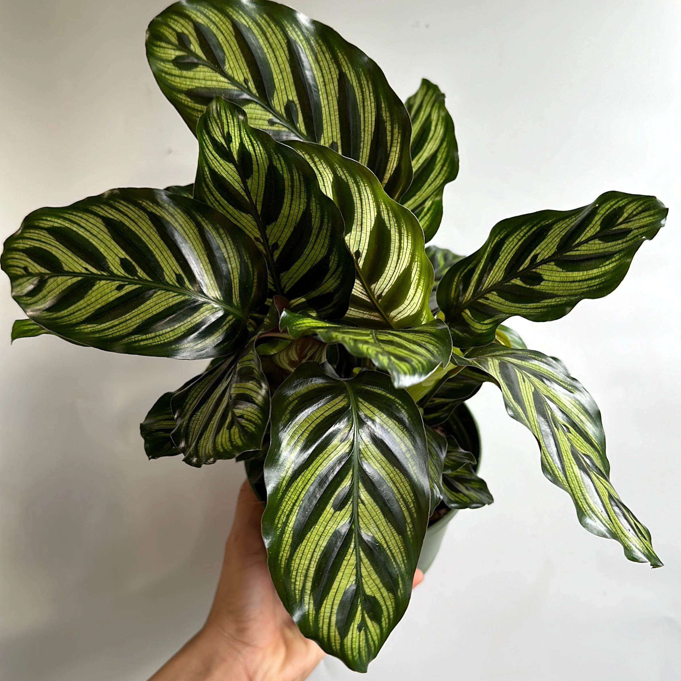 Calathea Makoyana - Image 8