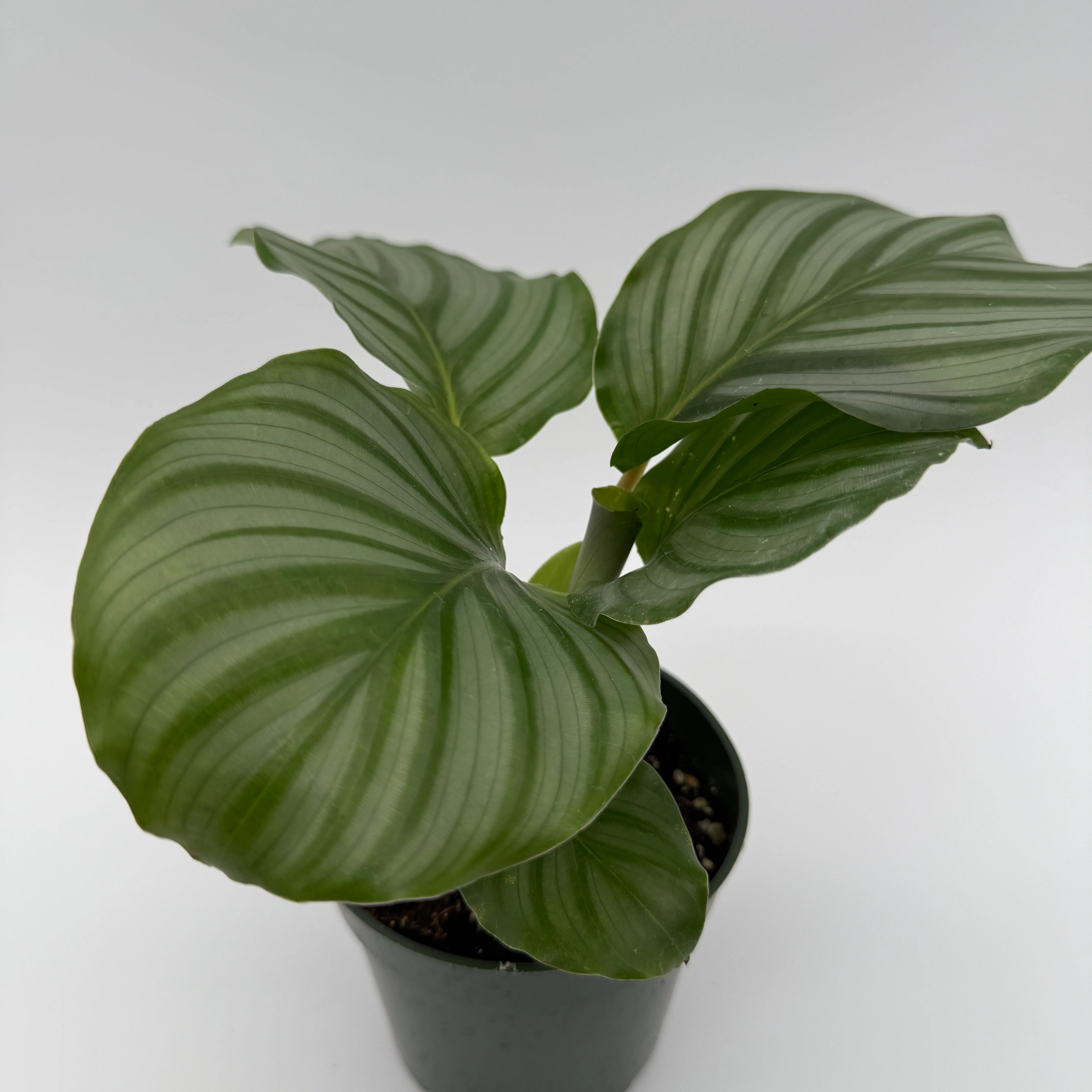 Calathea Orbifolia - Image 6